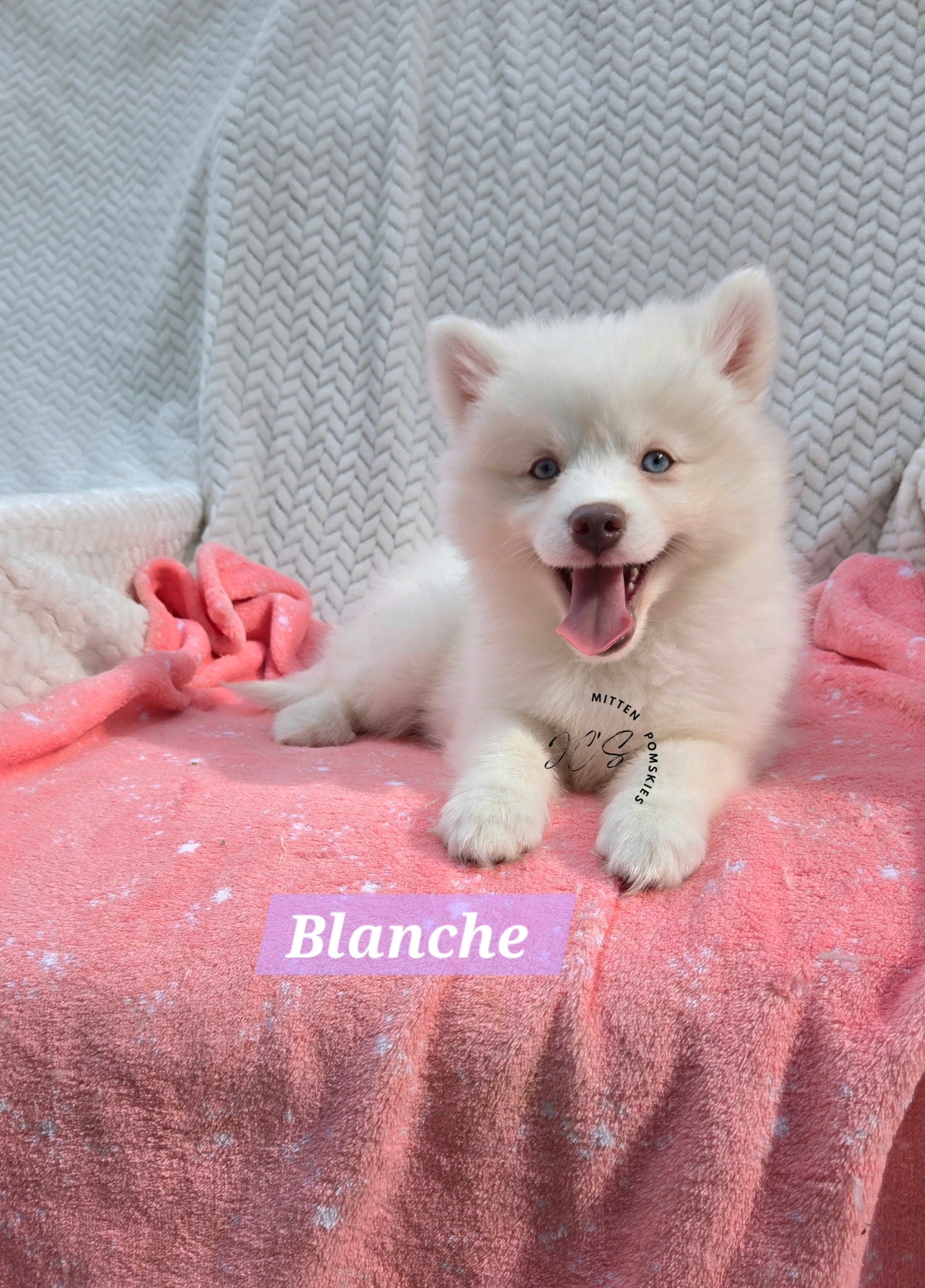 Blanche (FEMALE) Mini
