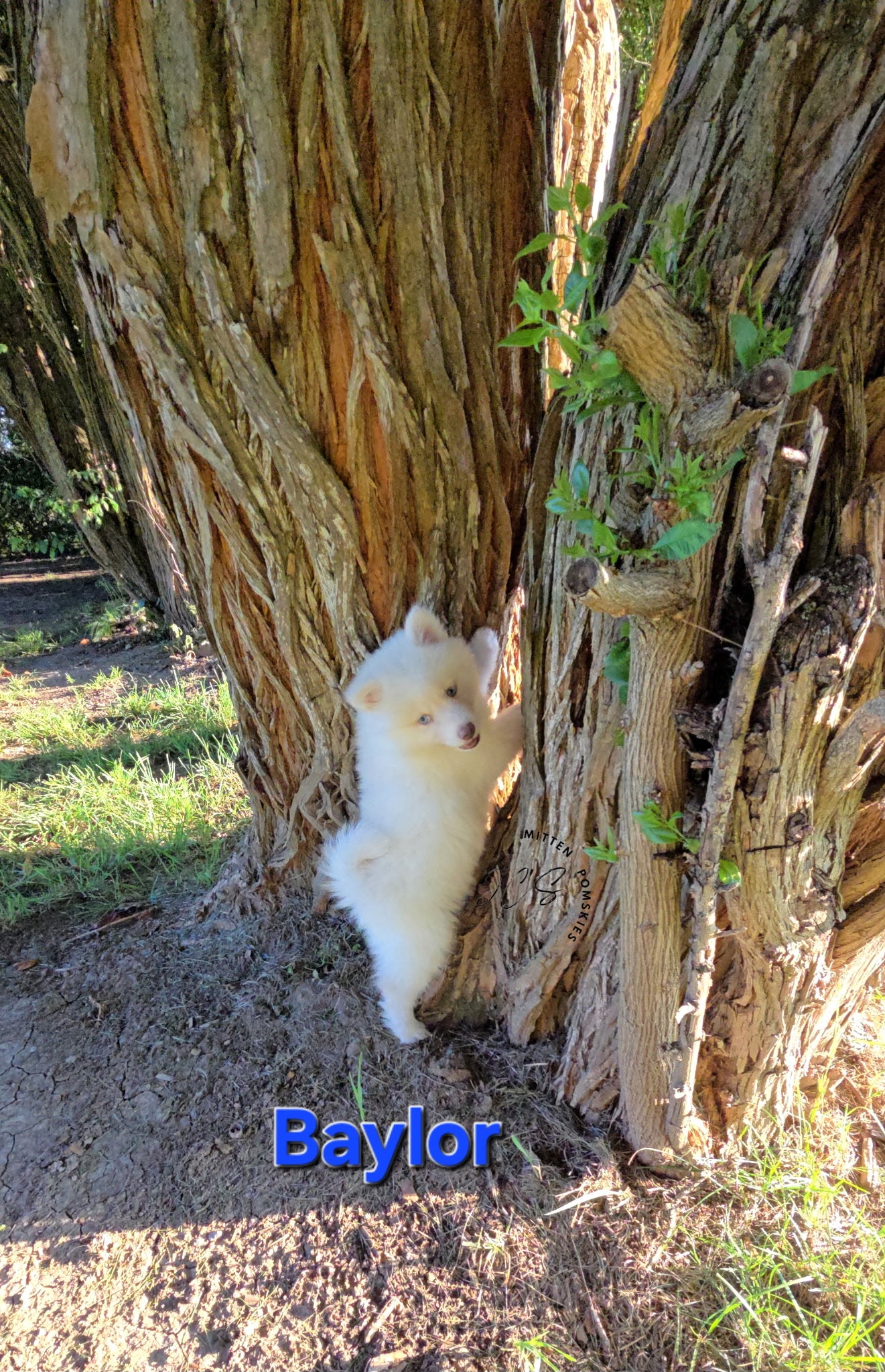Baylor (MALE) Mini