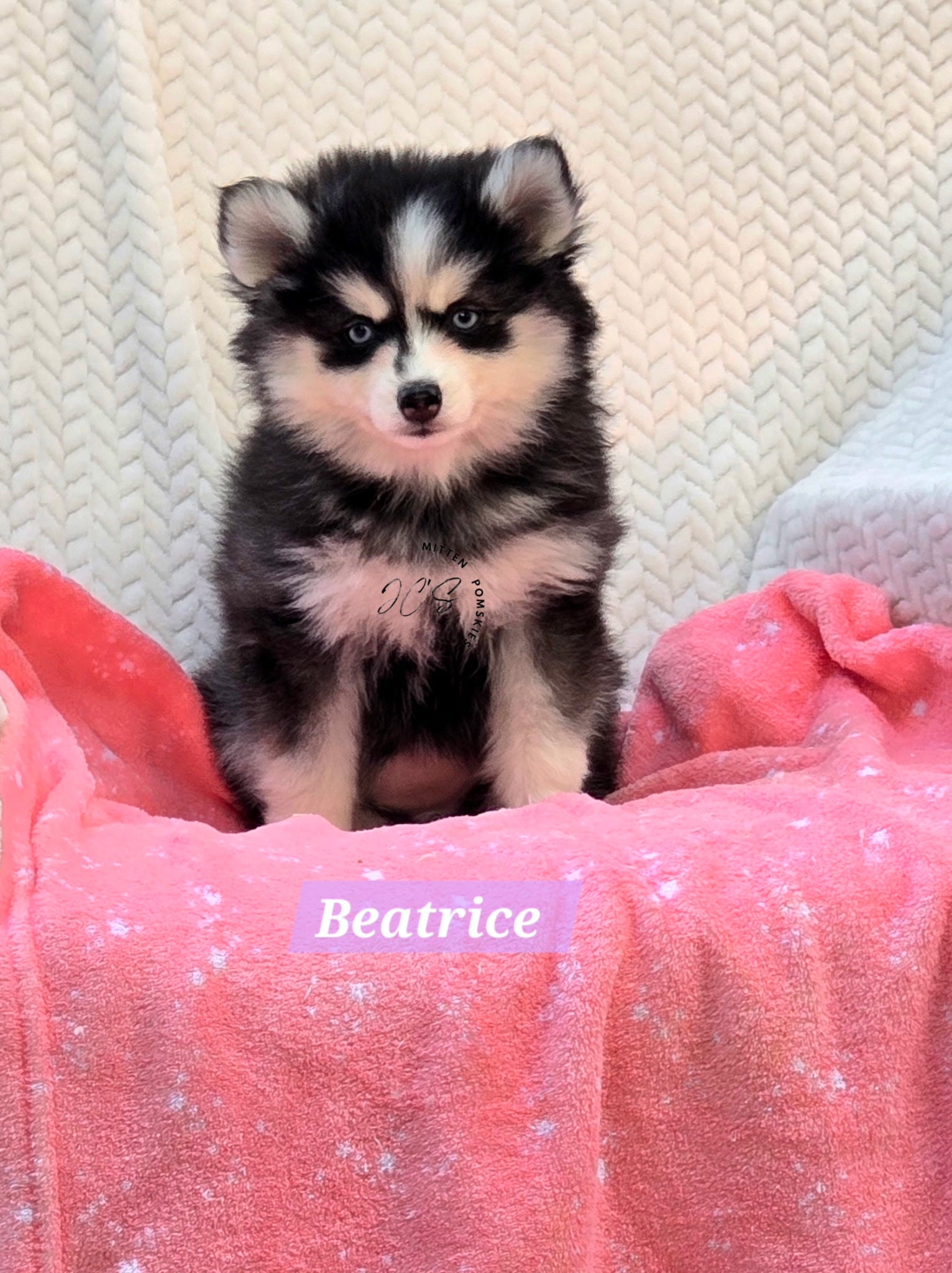 Beatrice (FEMALE) Mini