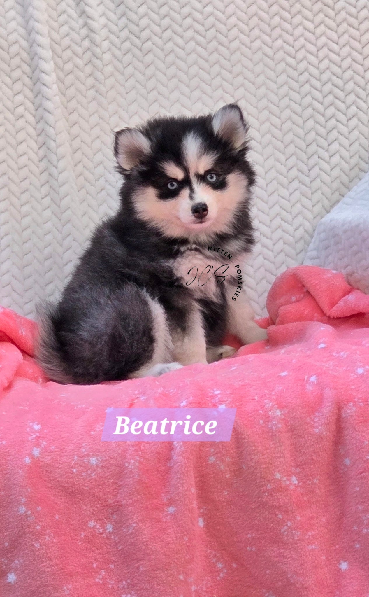 Beatrice (FEMALE) Mini