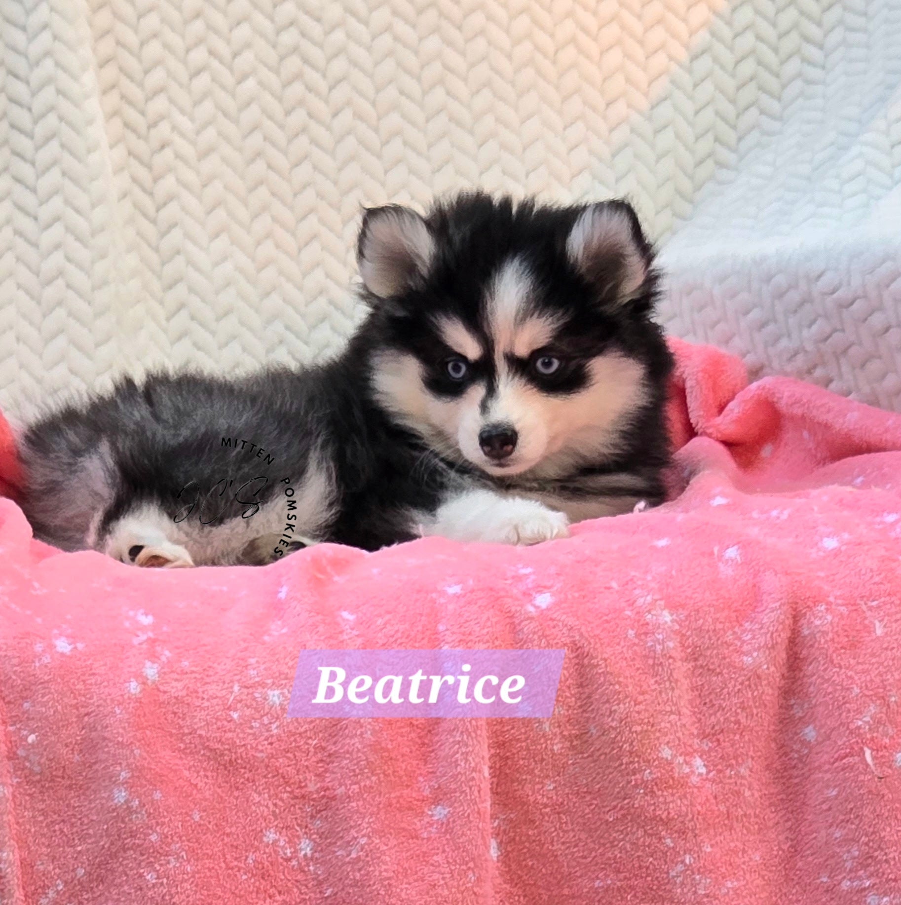 Beatrice (FEMALE) Mini