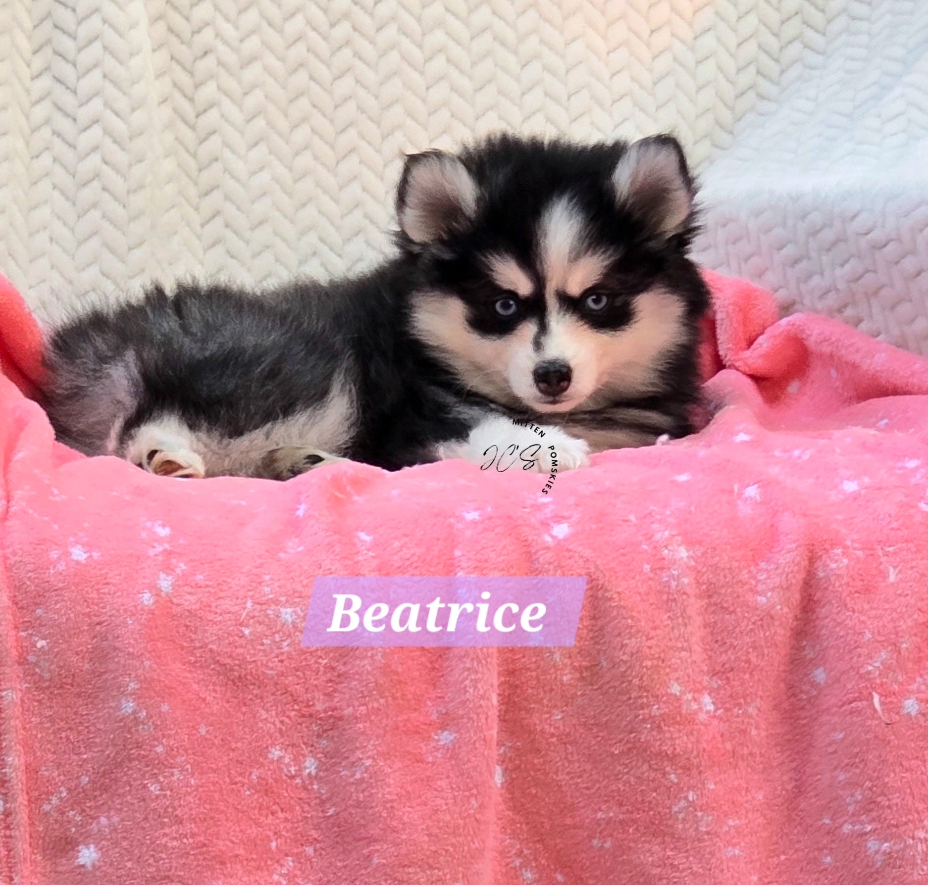 Beatrice (FEMALE) Mini
