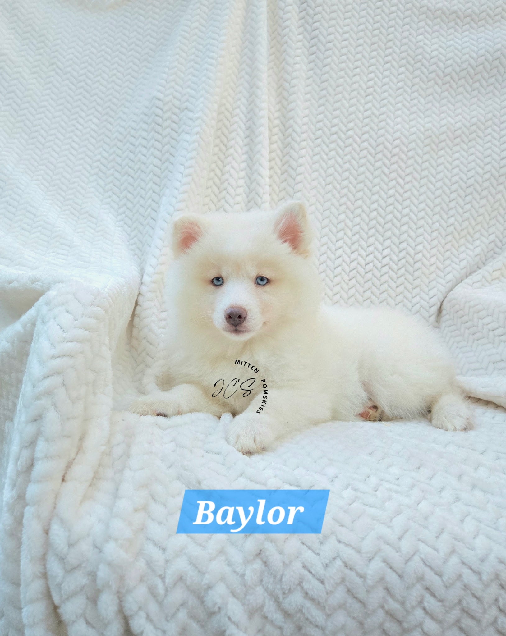 Baylor (MALE) Mini