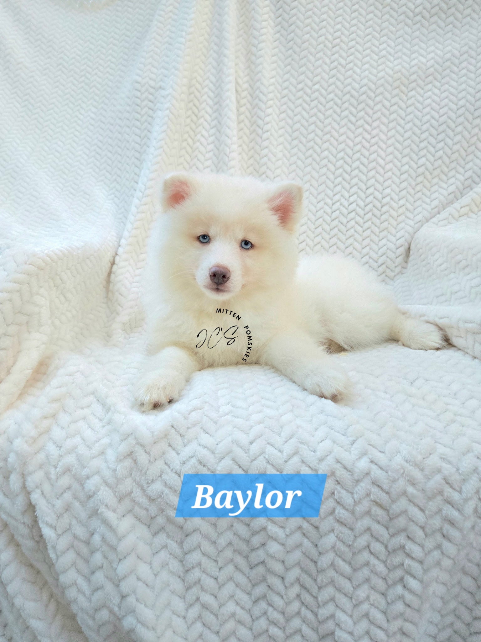 Baylor (MALE) Mini