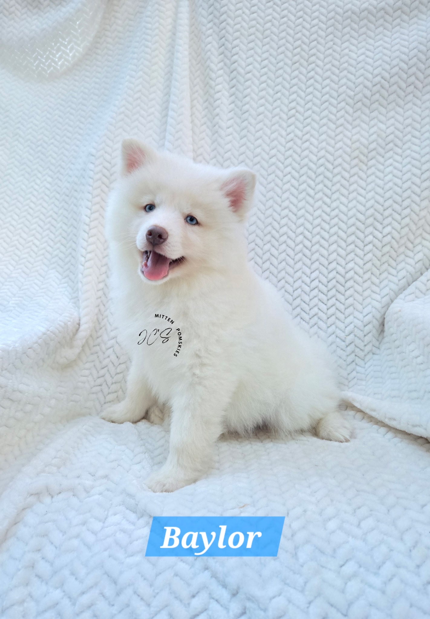 Baylor (MALE) Mini