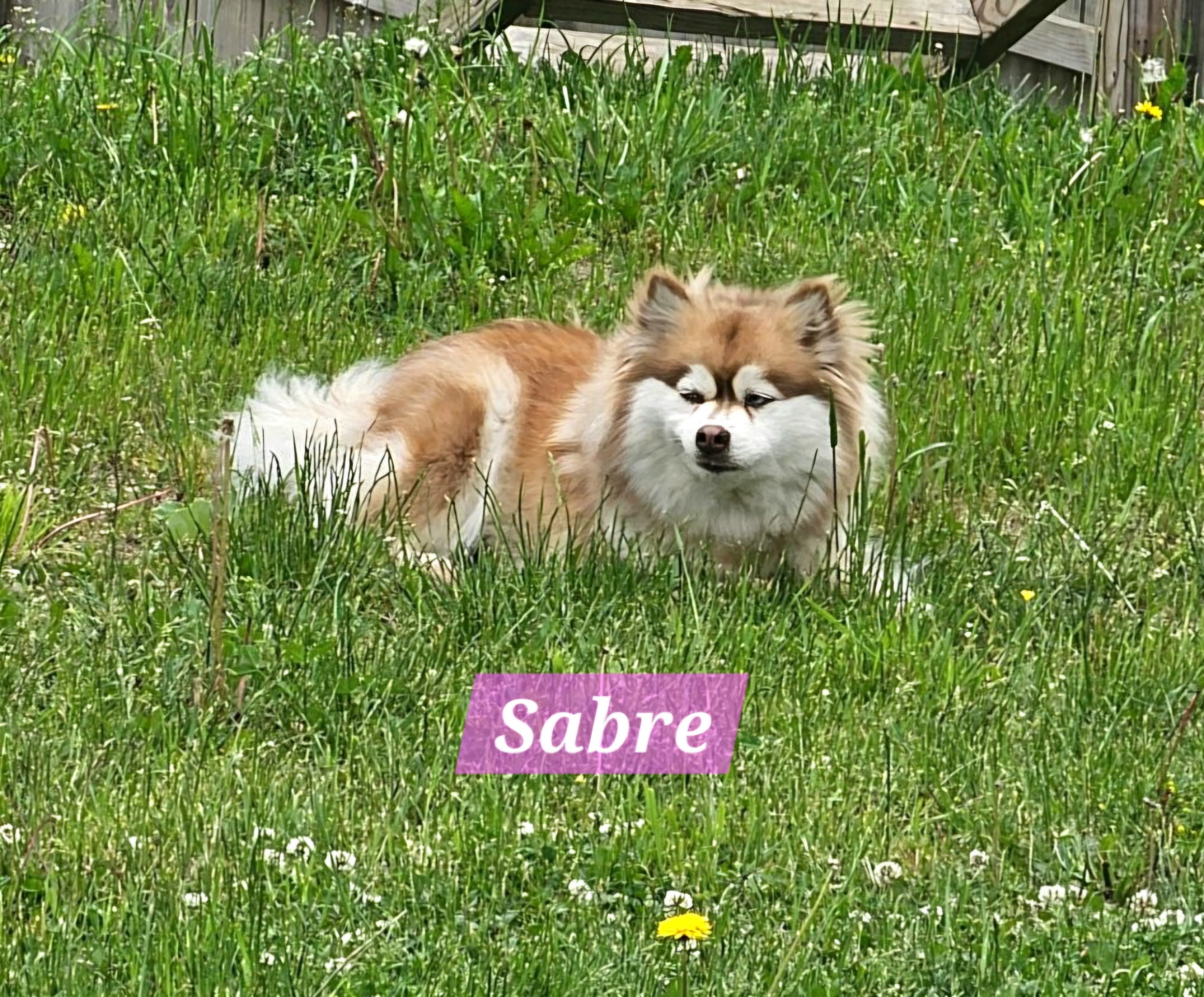 Sabrie (FEMALE)