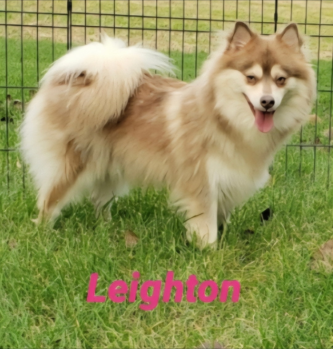 Leighton (FEMALE)