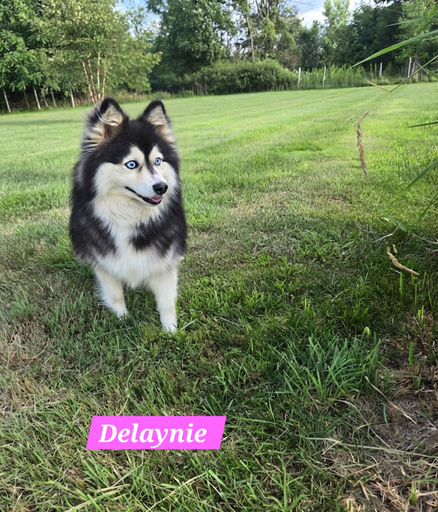 Delaynie (FEMALE)