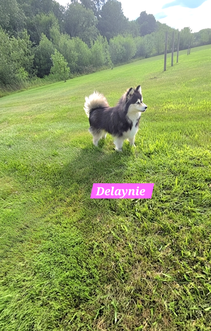 Delaynie (FEMALE)