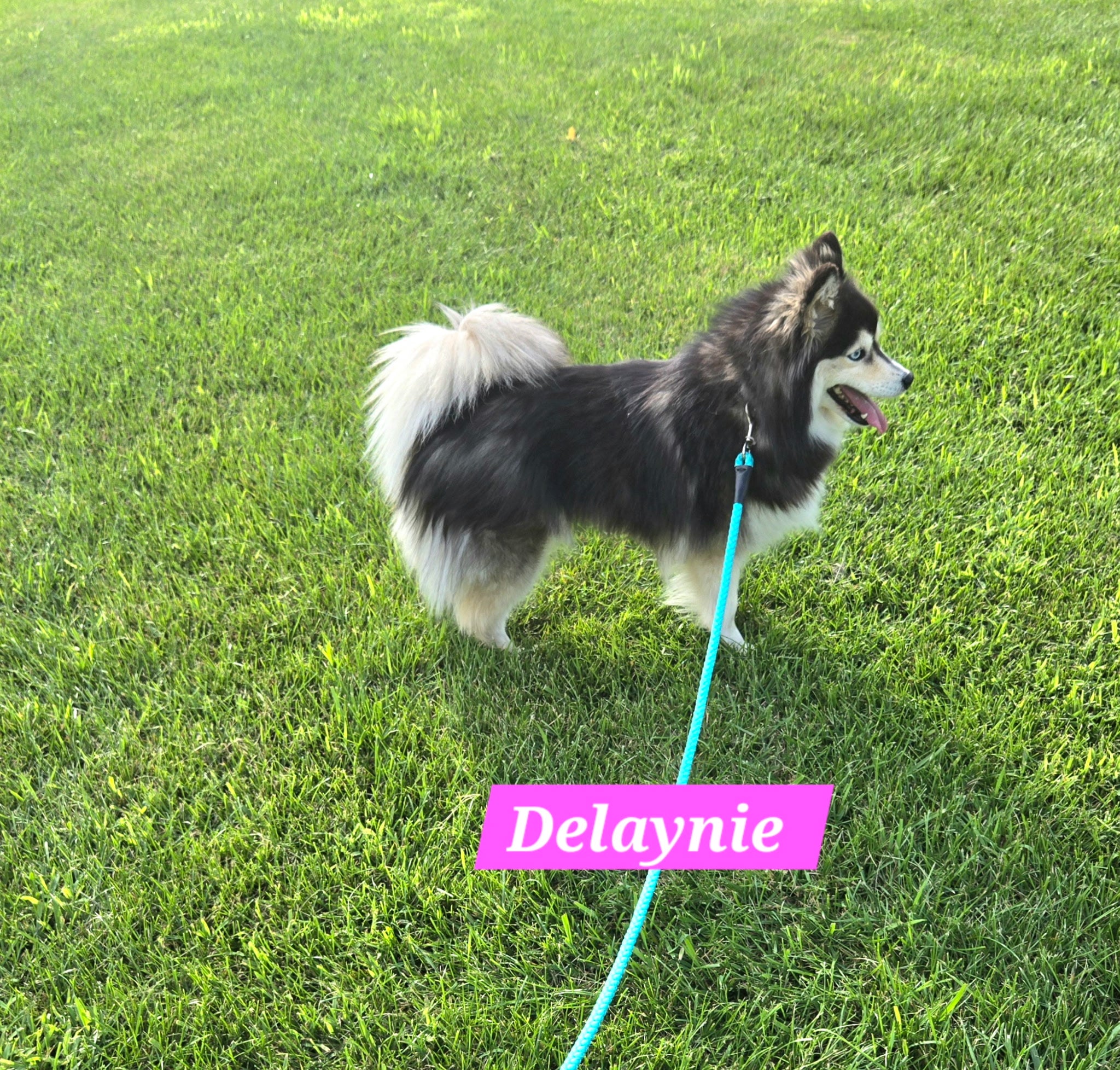 Delaynie (FEMALE)