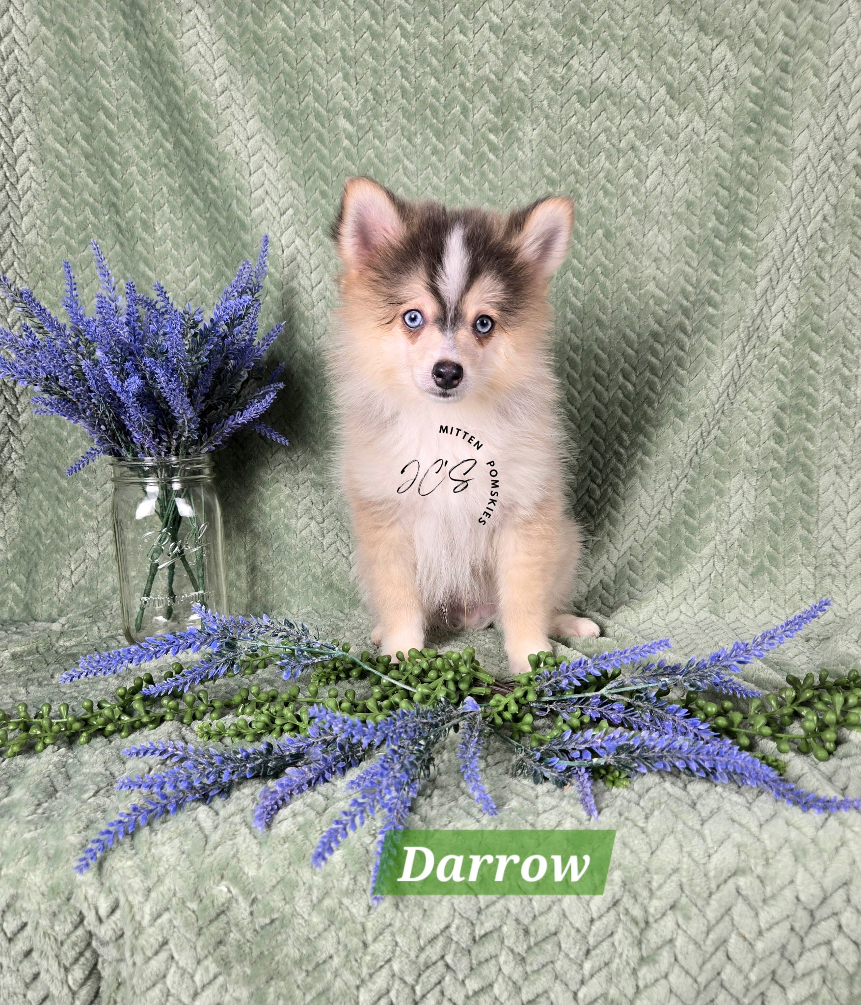 Darrow (MALE) RARE BLUE Micro