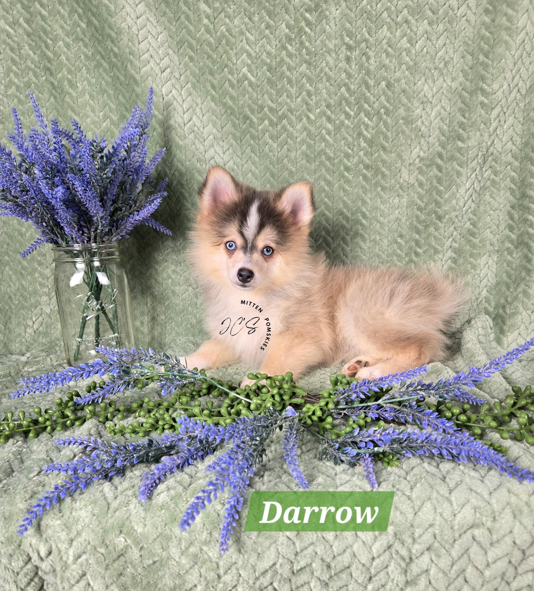 Darrow (MALE) RARE BLUE Micro