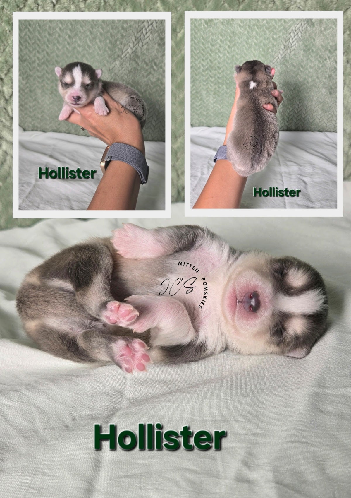 Hollister (MALE) RARE BLUE Micro
