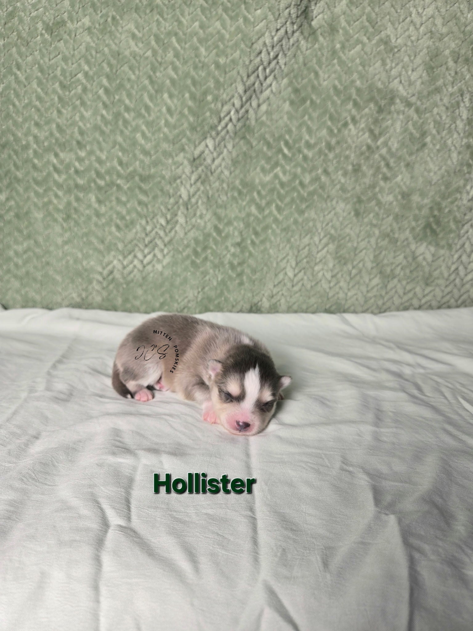 Hollister (MALE) RARE BLUE Micro