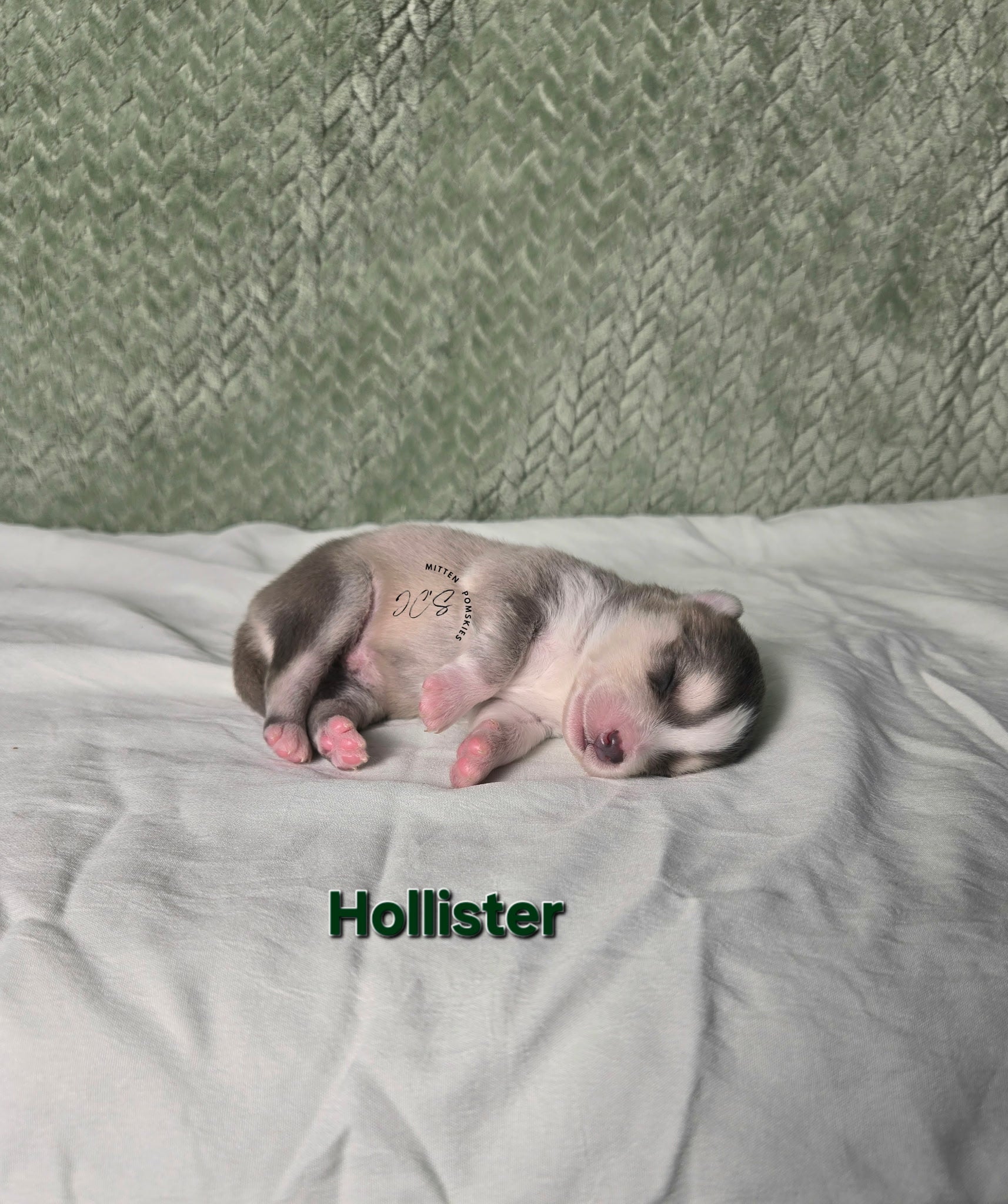 Hollister (MALE) RARE BLUE Micro