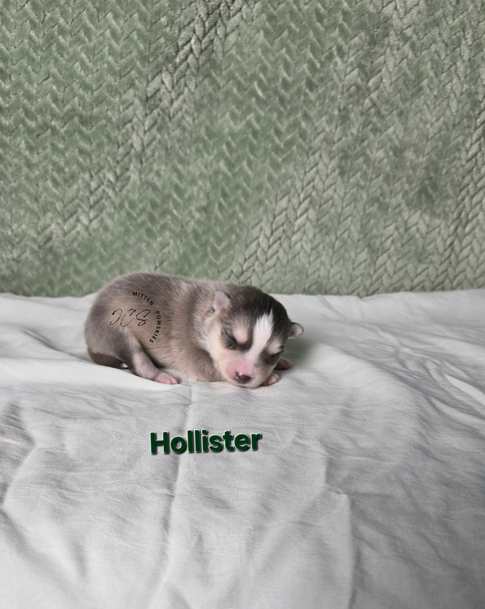 Hollister (MALE) RARE BLUE Micro