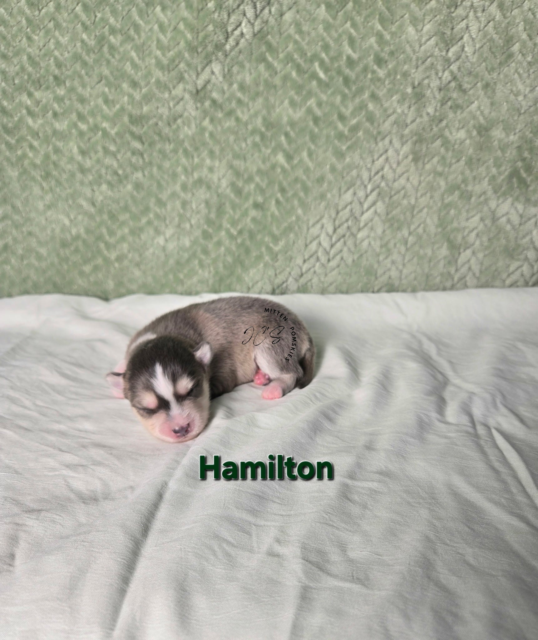 Hamilton (MALE) RARE BLUE Micro