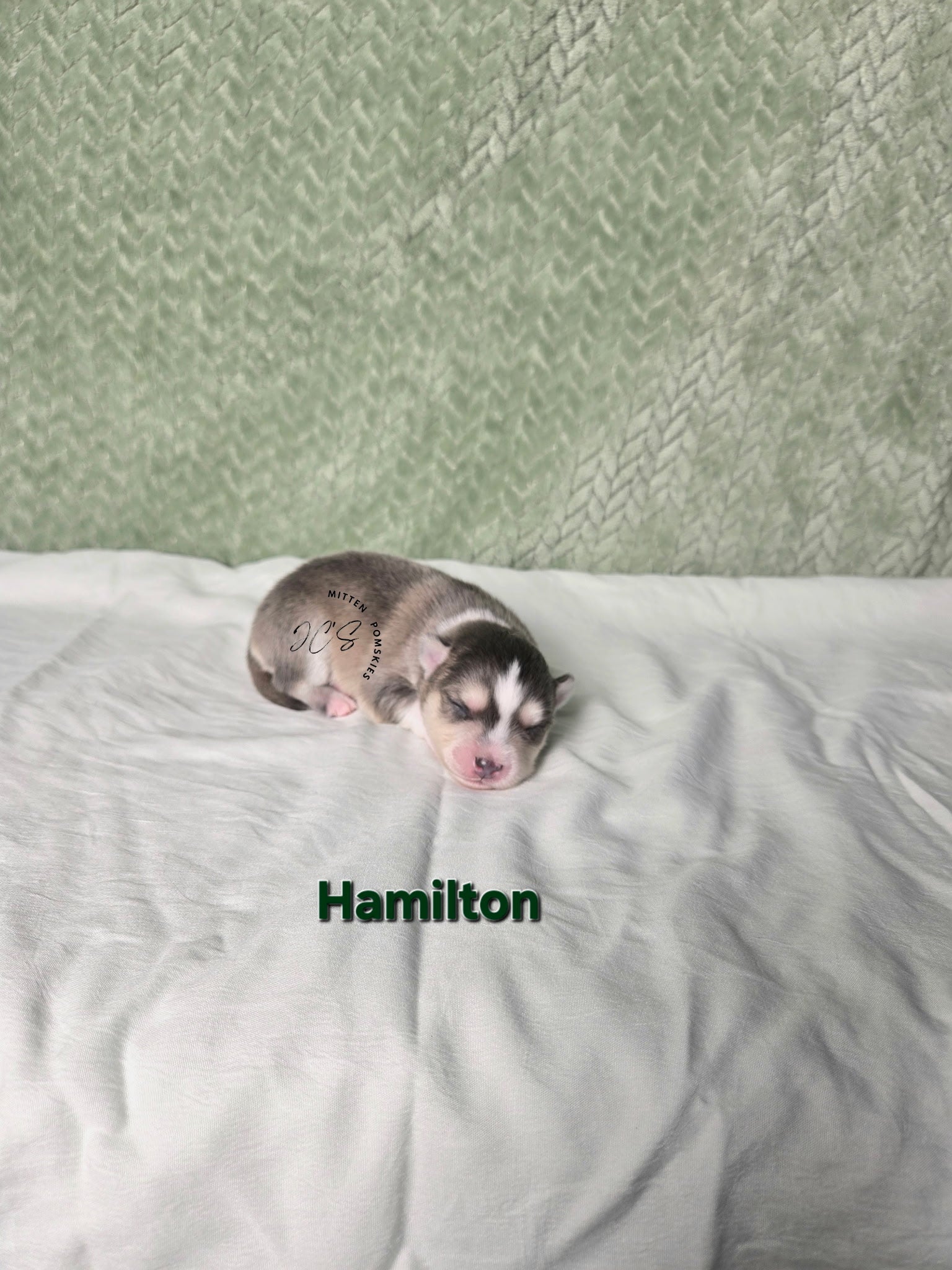 Hamilton (MALE) RARE BLUE Micro