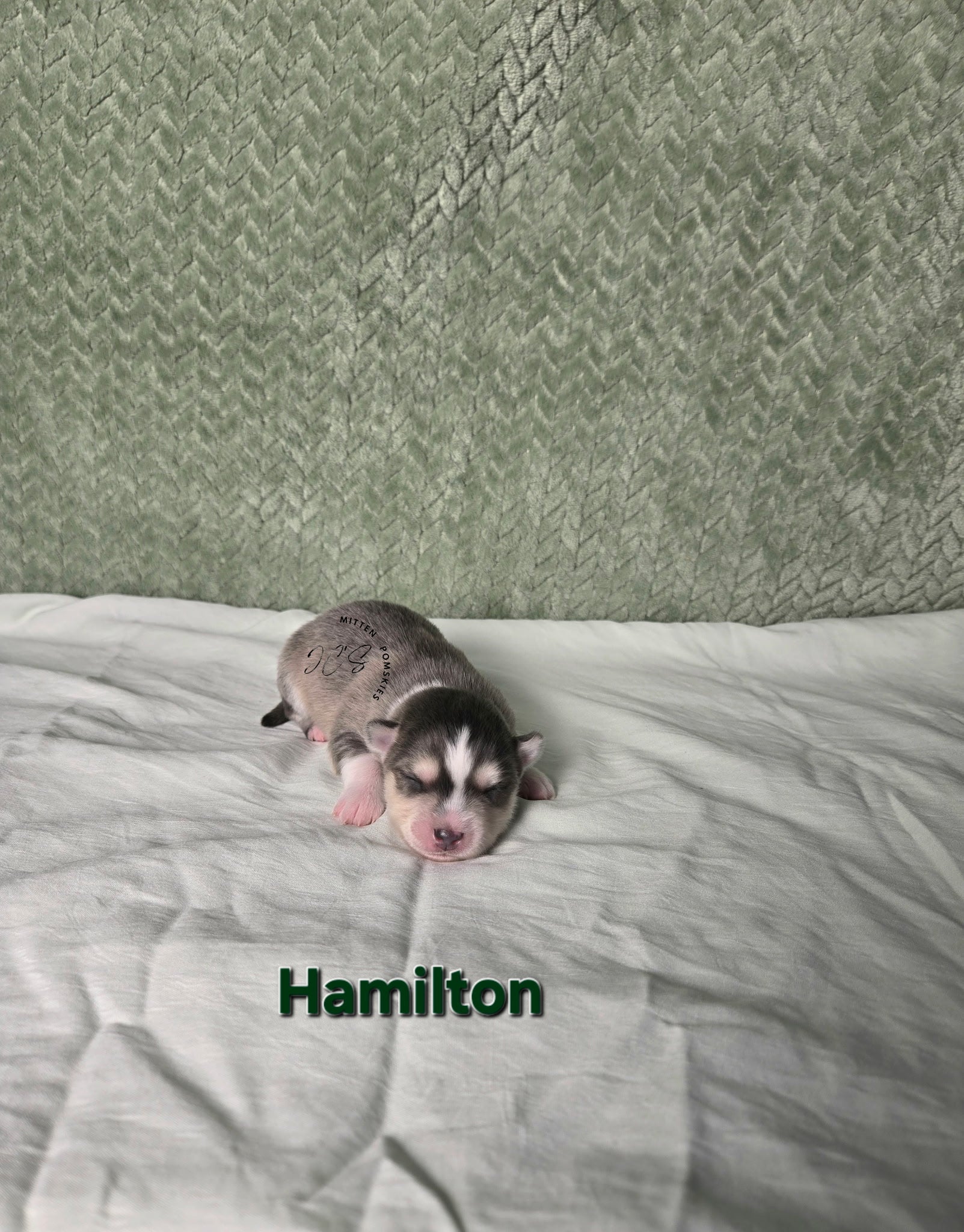 Hamilton (MALE) RARE BLUE Micro