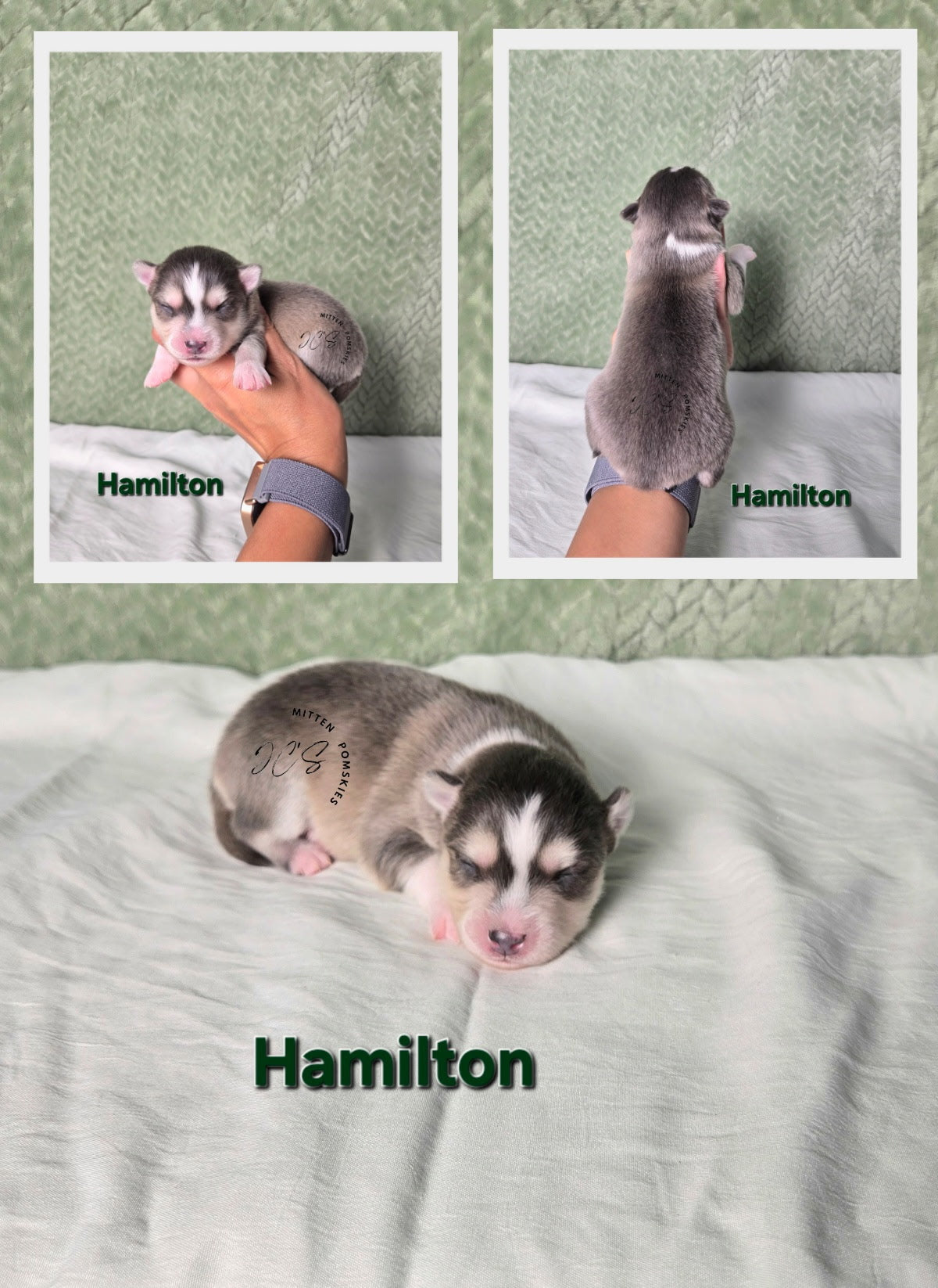 Hamilton (MALE) RARE BLUE Micro