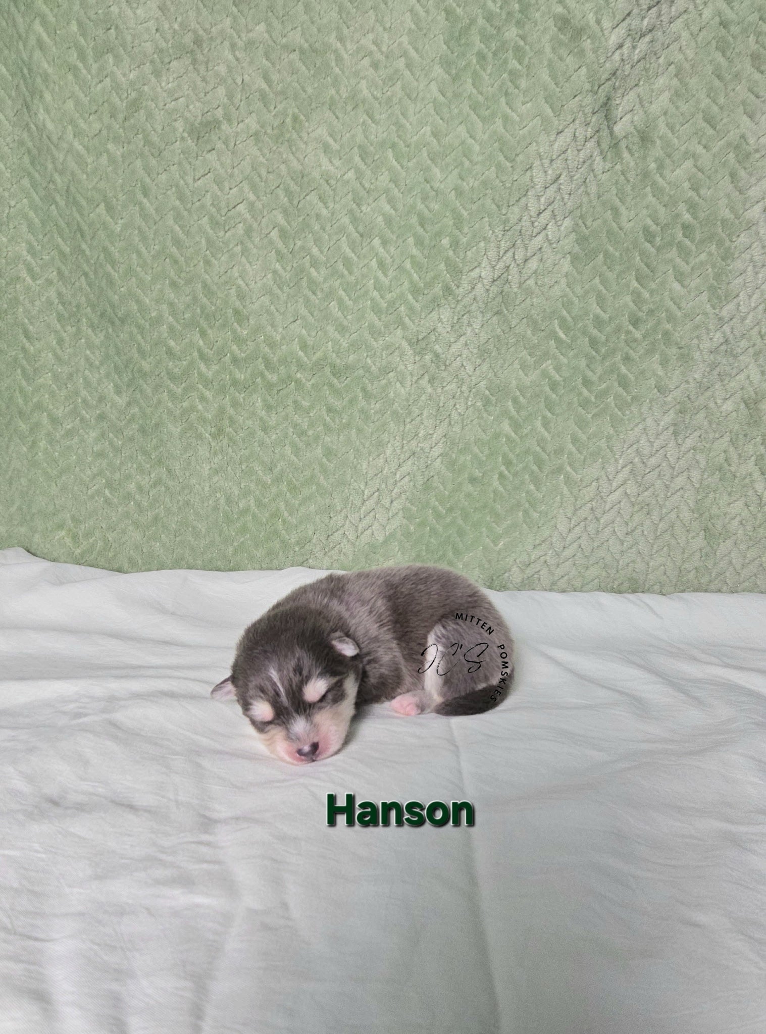 Hansen (MALE) RARE BLUE Micro