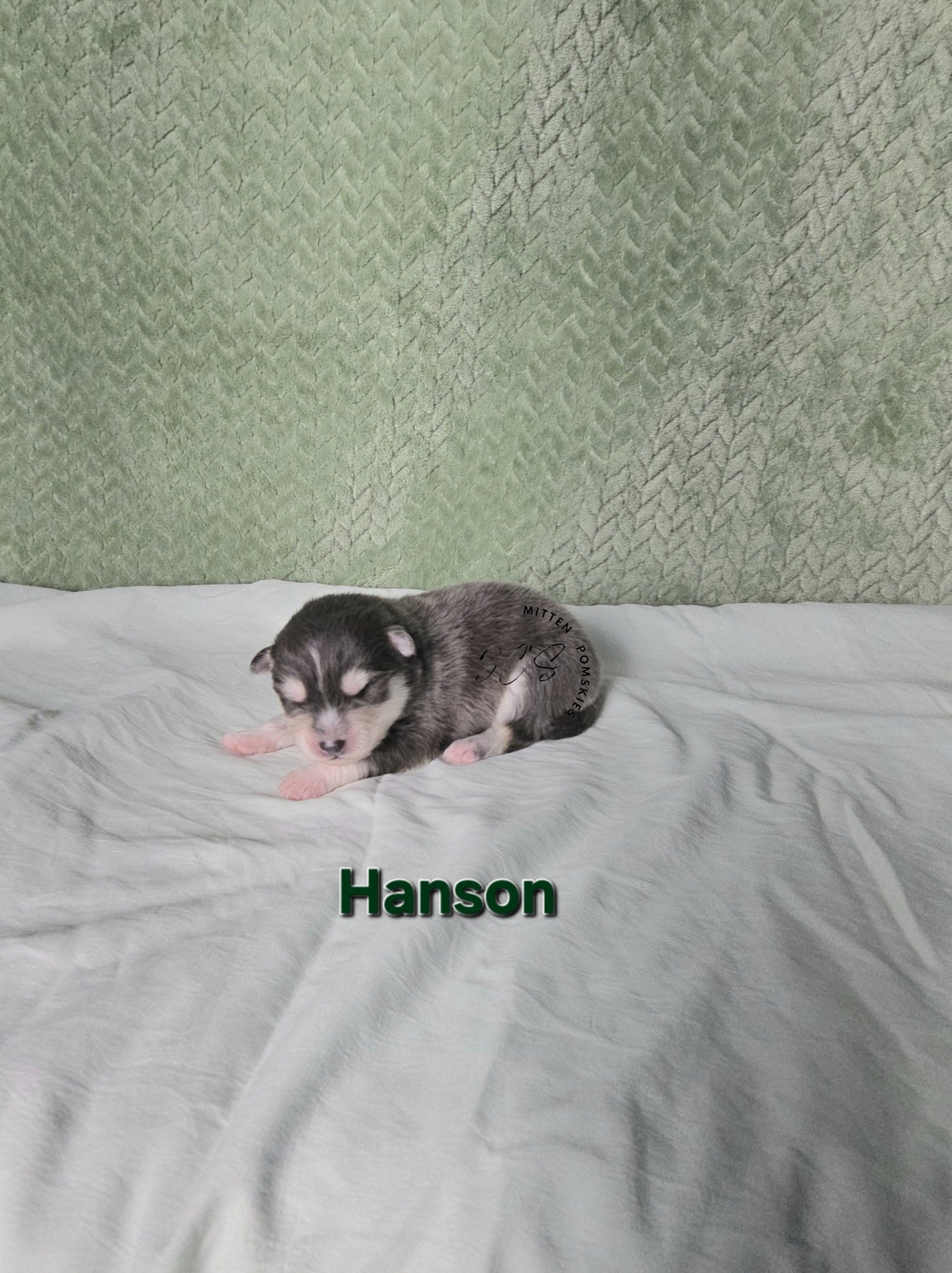 Hansen (MALE) RARE BLUE Micro