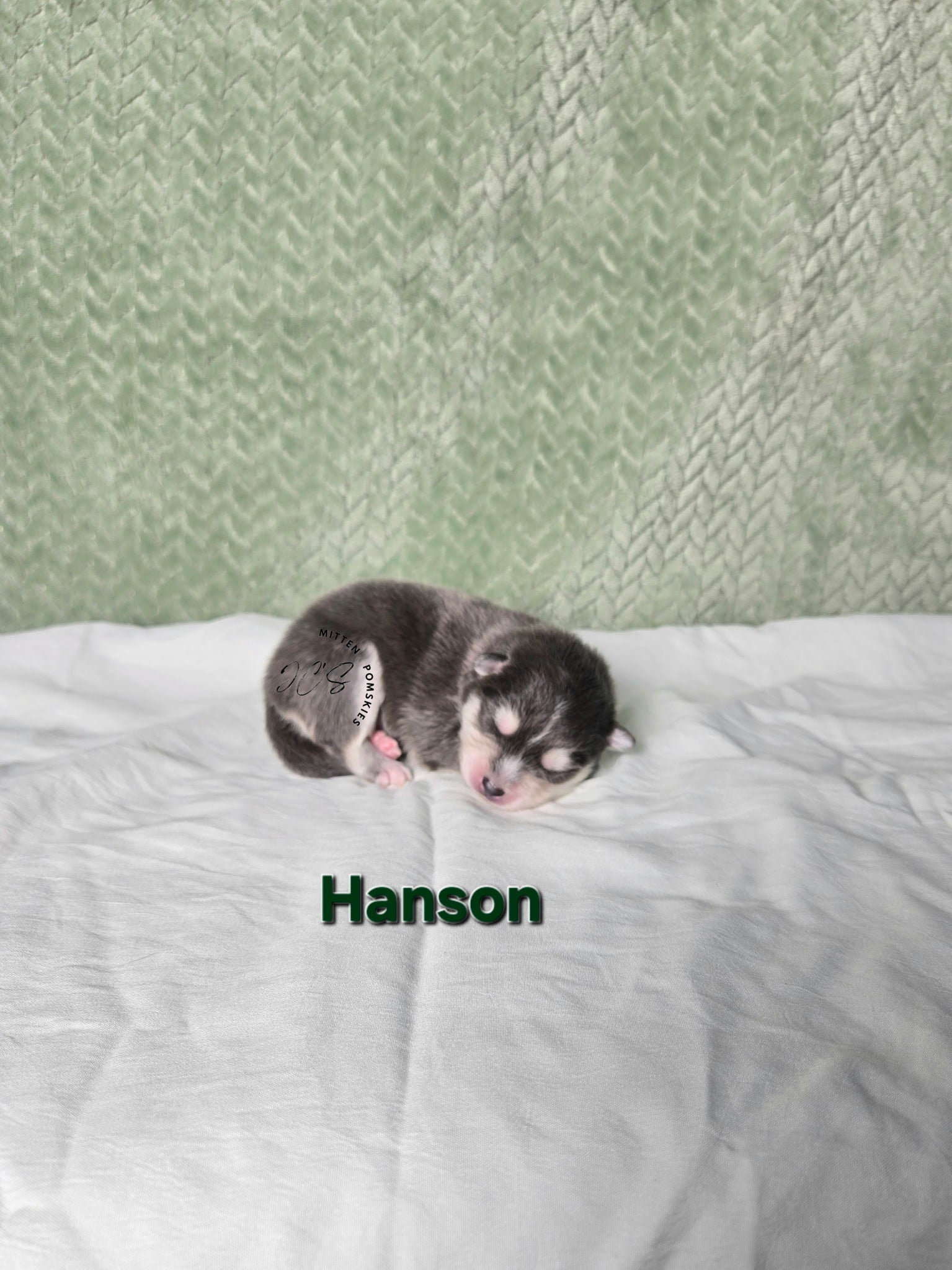 Hansen (MALE) RARE BLUE Micro