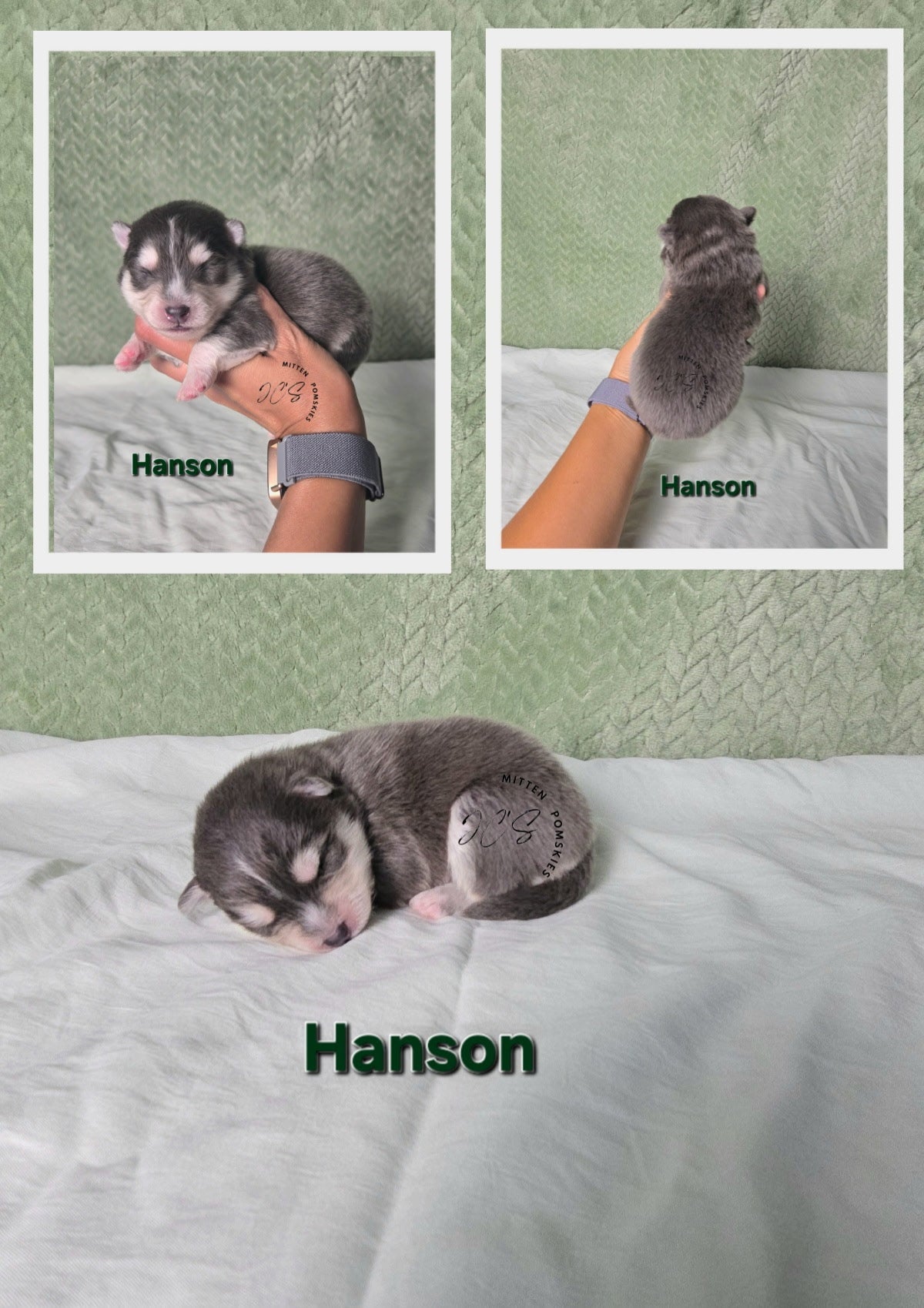 Hansen (MALE) RARE BLUE Micro