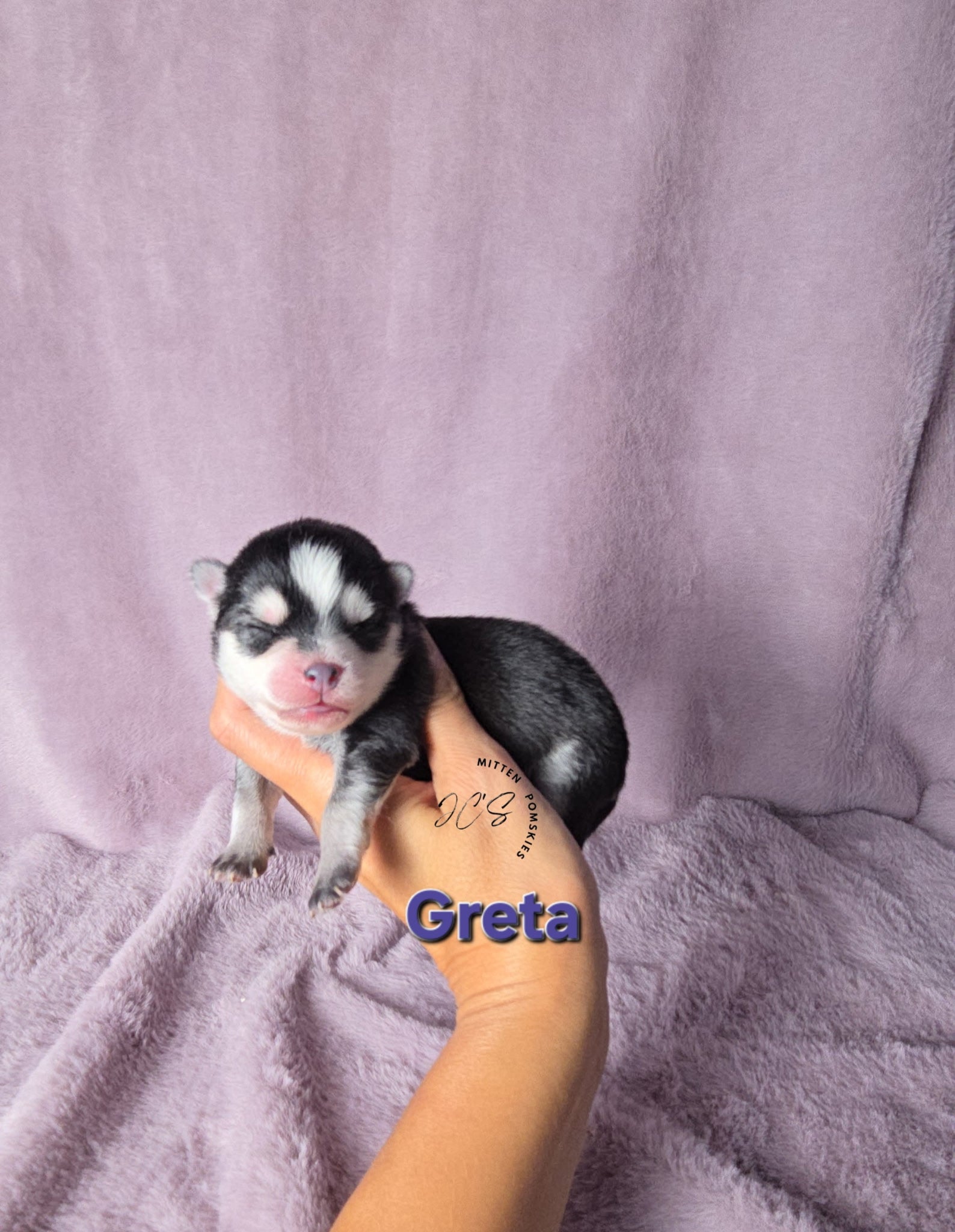 Greta (FEMALE) Micro