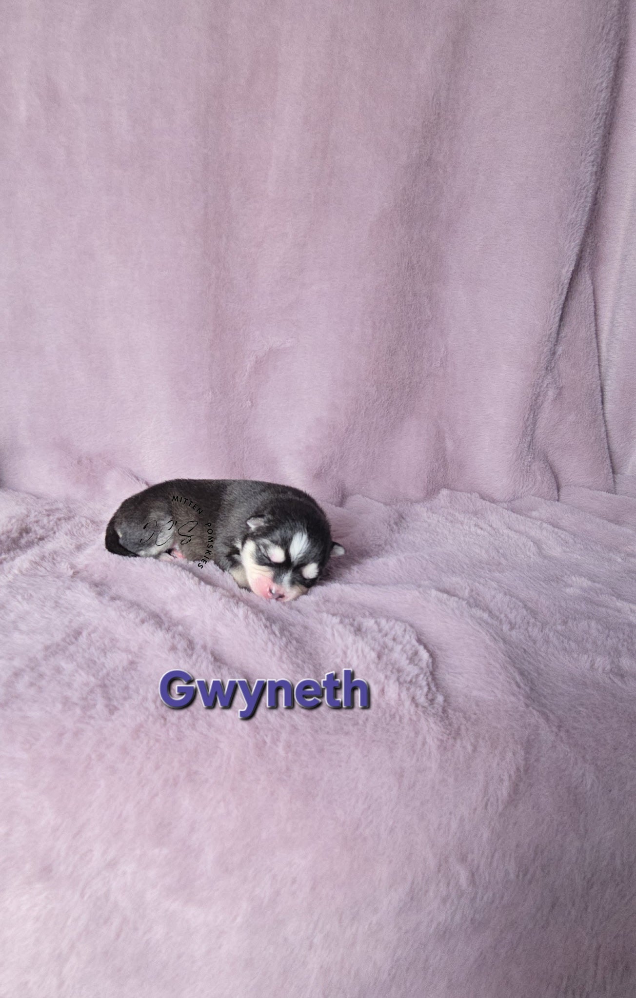 Gwyneth (FEMALE) Micro