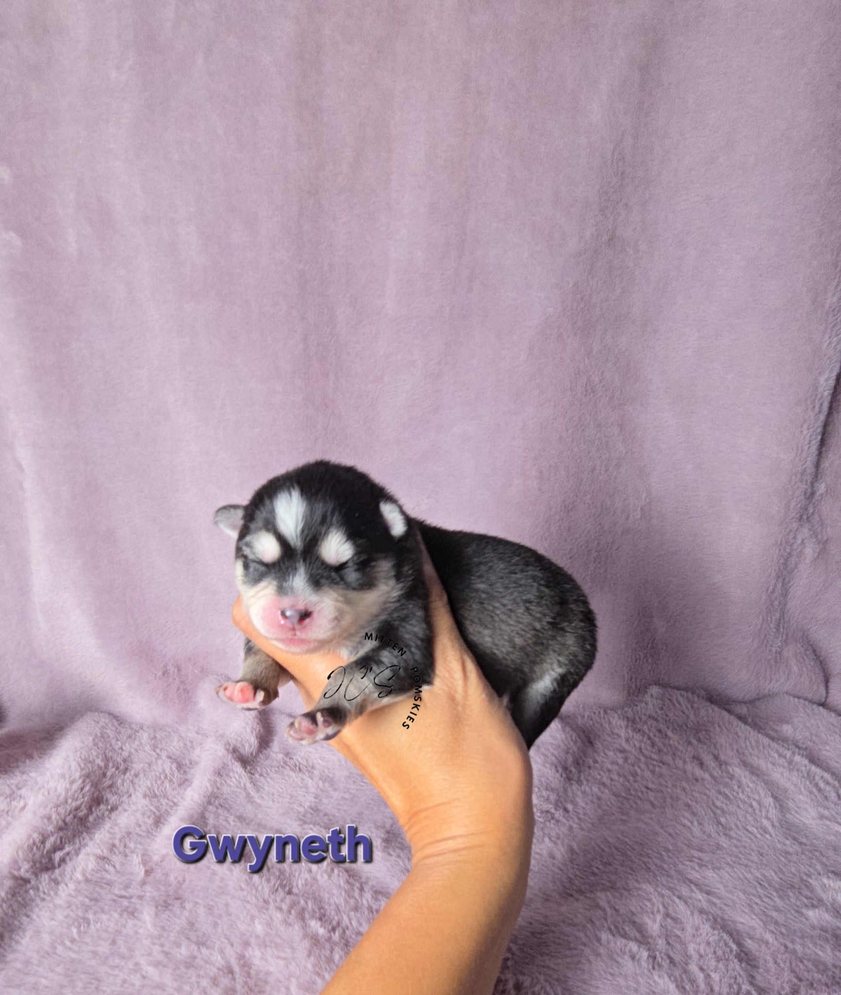 Gwyneth (FEMALE) Micro