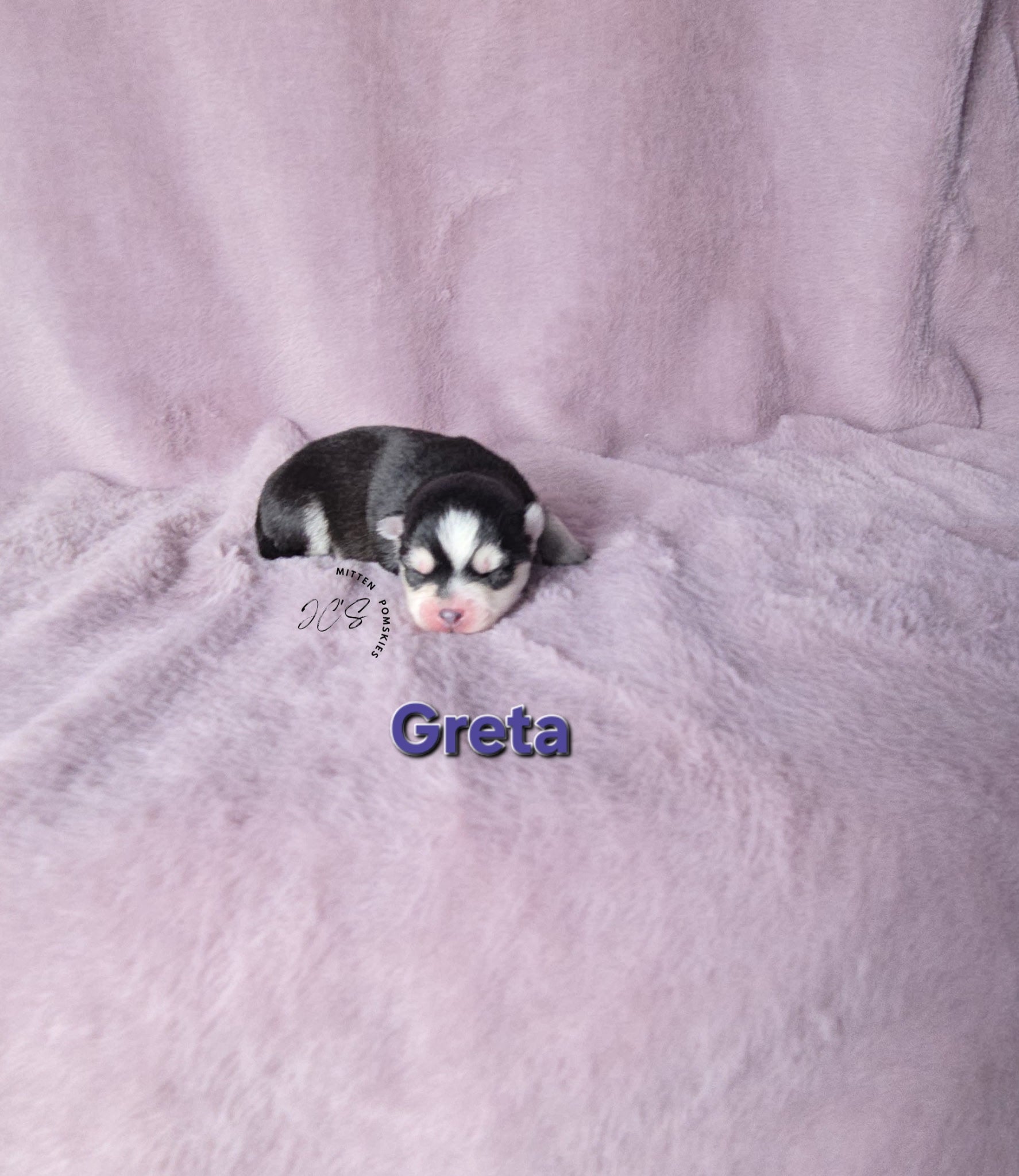 Greta (FEMALE) Micro