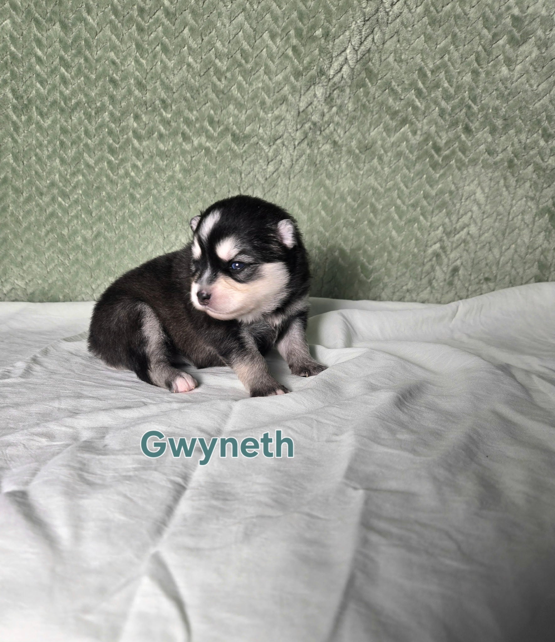 Gwyneth (FEMALE) Micro
