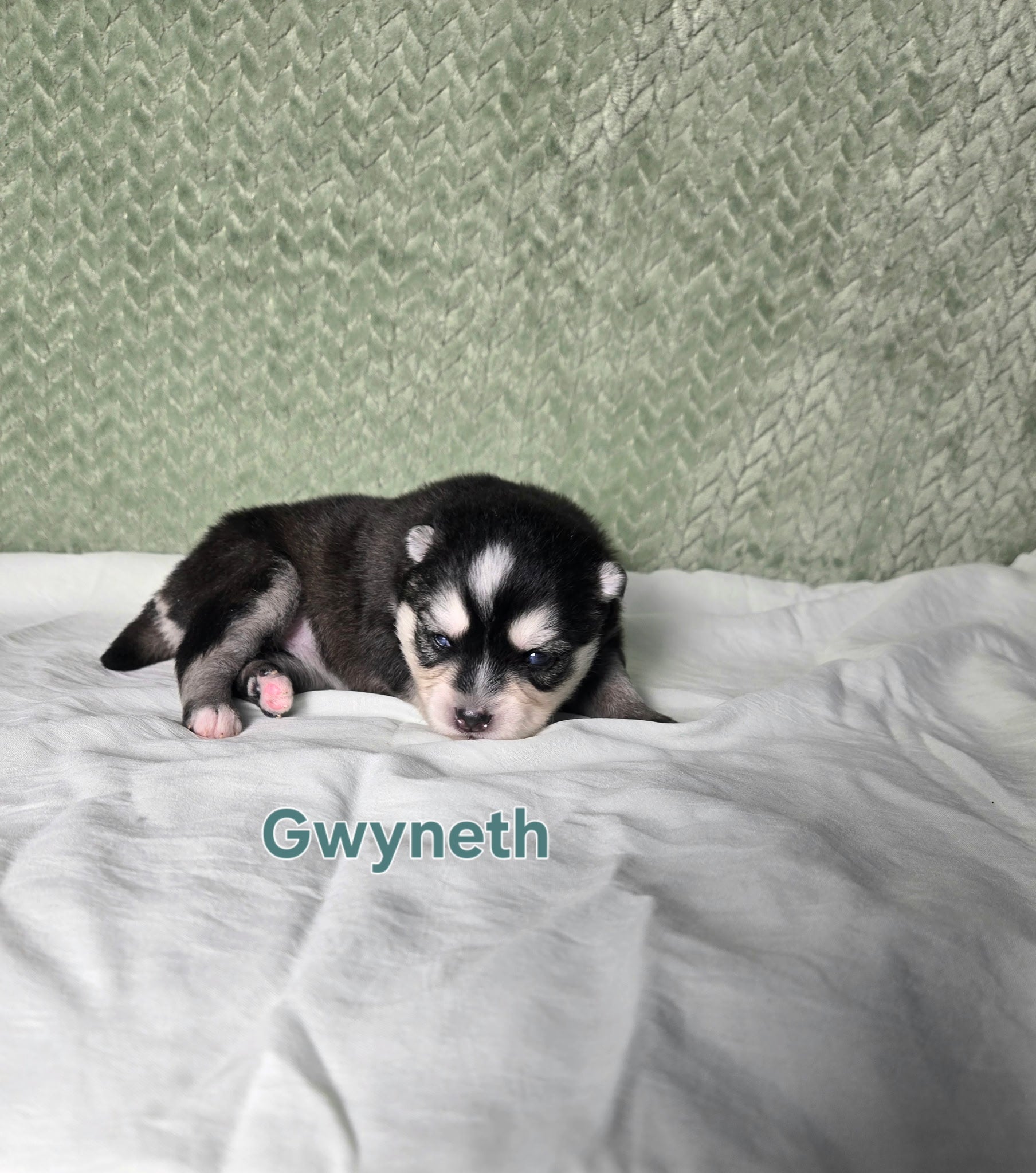 Gwyneth (FEMALE) Micro