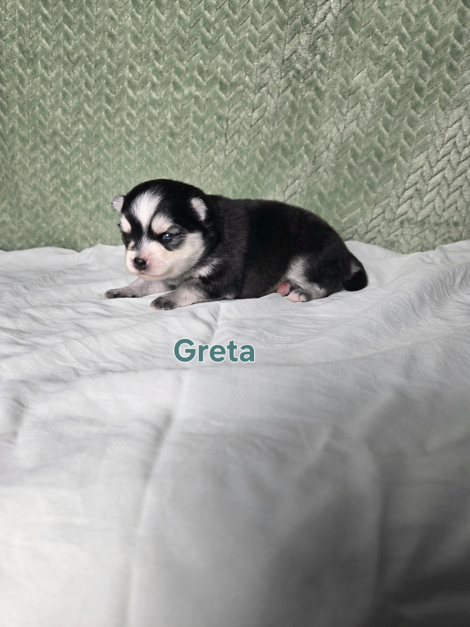 Greta (FEMALE) Micro
