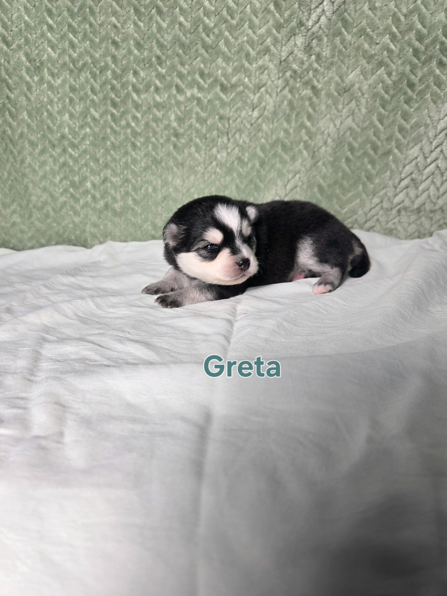 Greta (FEMALE) Micro