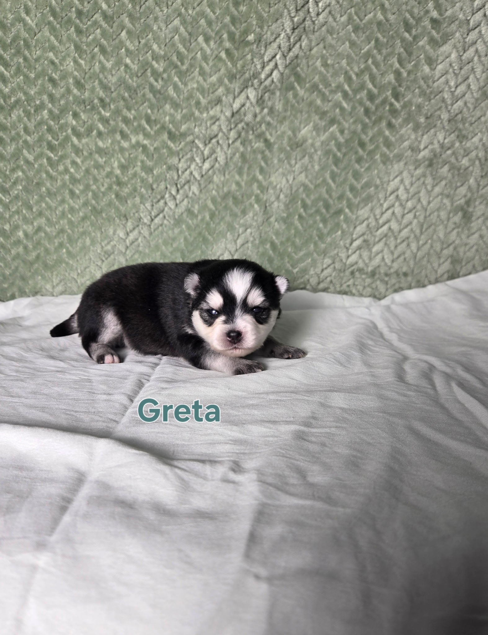 Greta (FEMALE) Micro