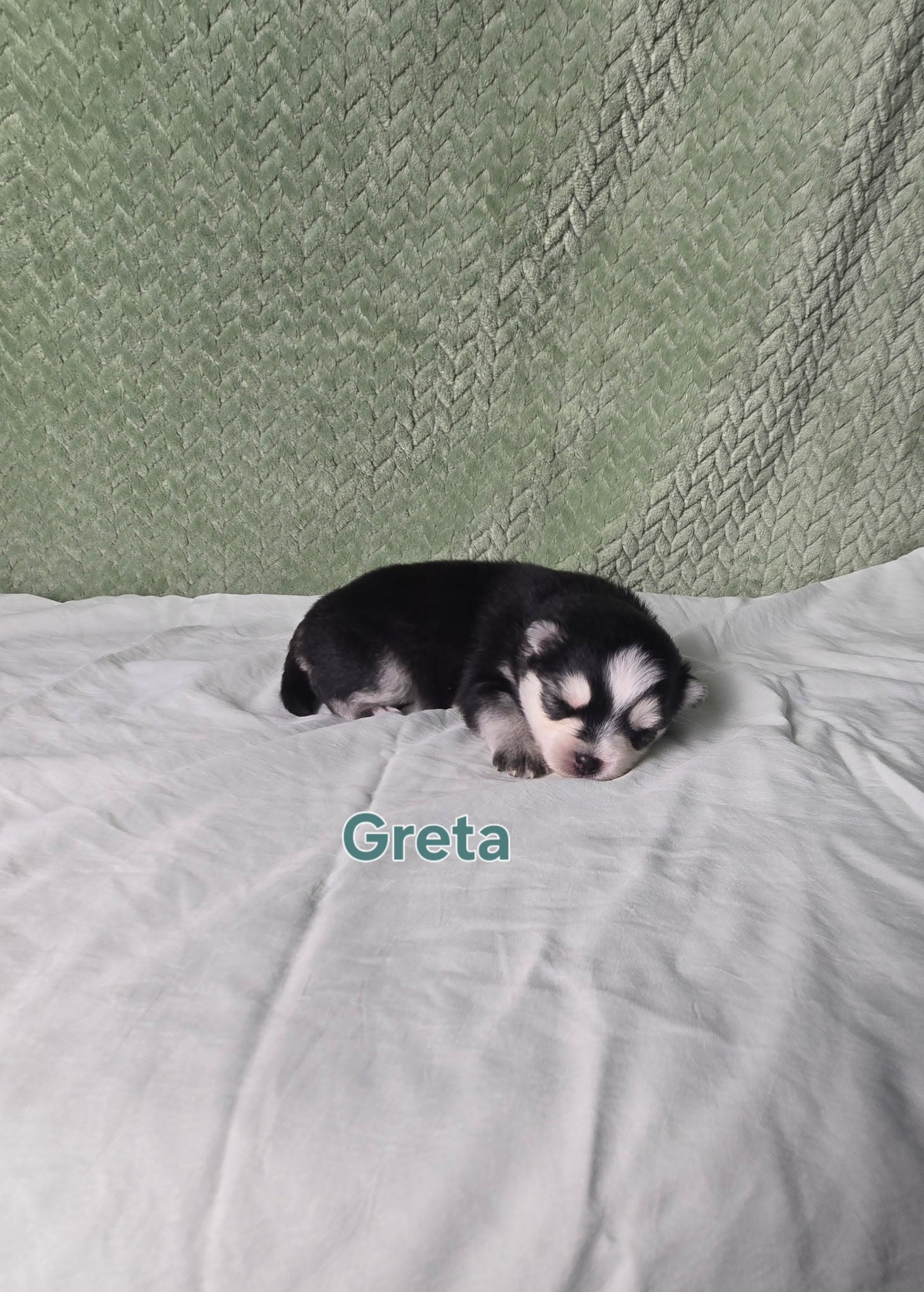 Greta (FEMALE) Micro