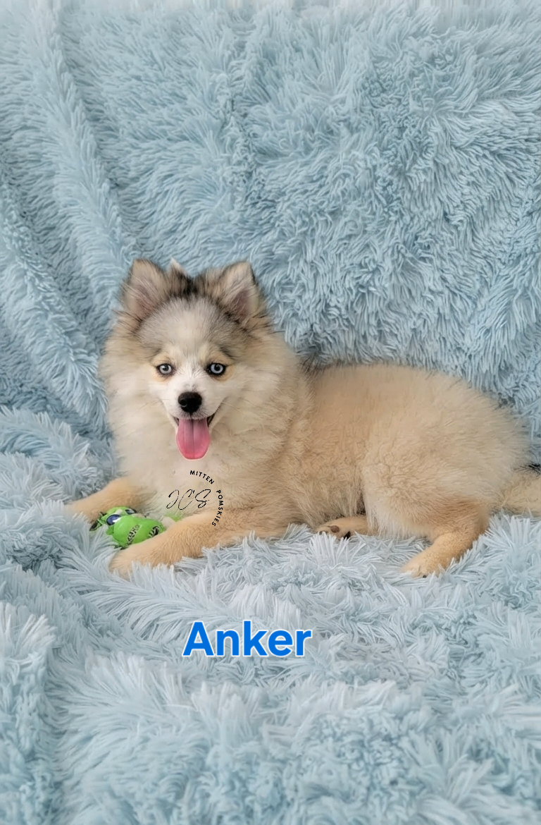 Anker (MALE)