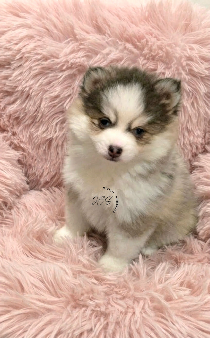 Stormy (FEMALE)