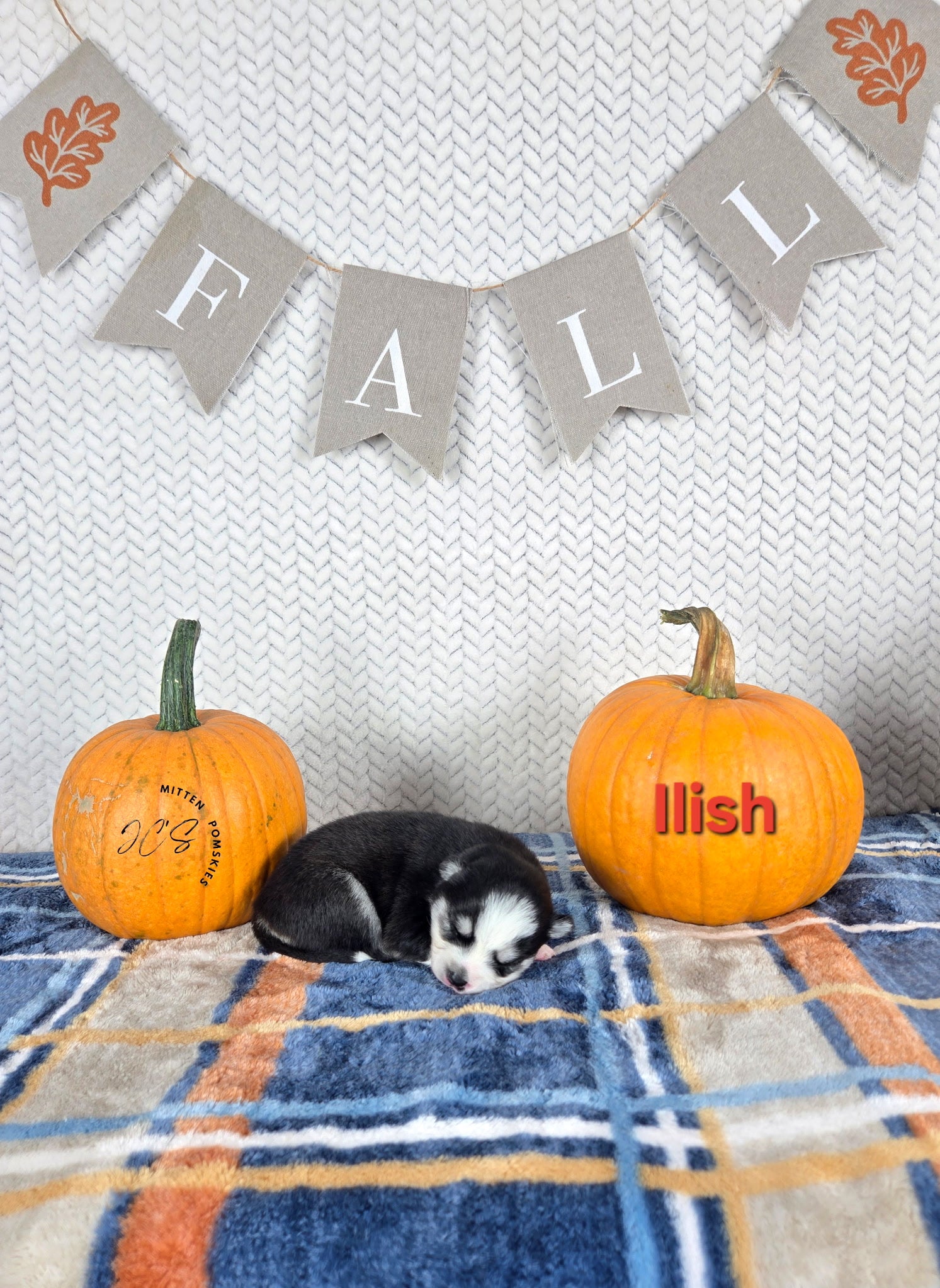 Illish (FEMALE) Micro
