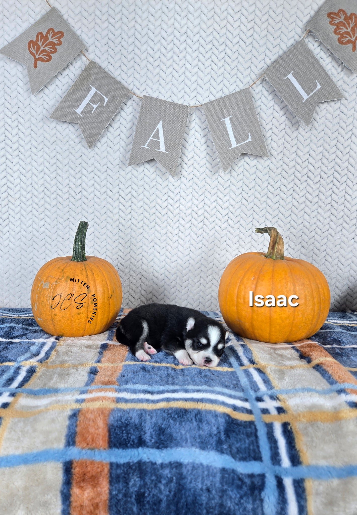 Issac (MALE) Micro