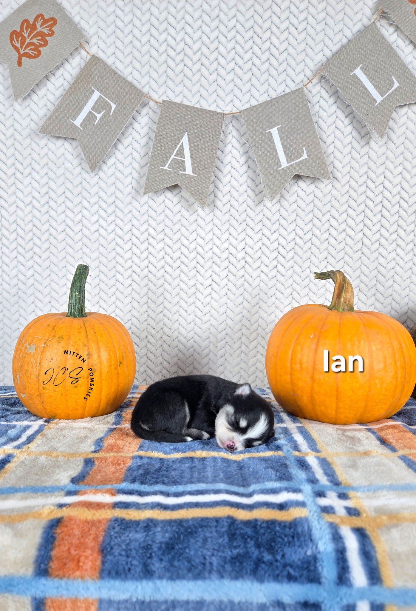 Ian (MALE) Micro