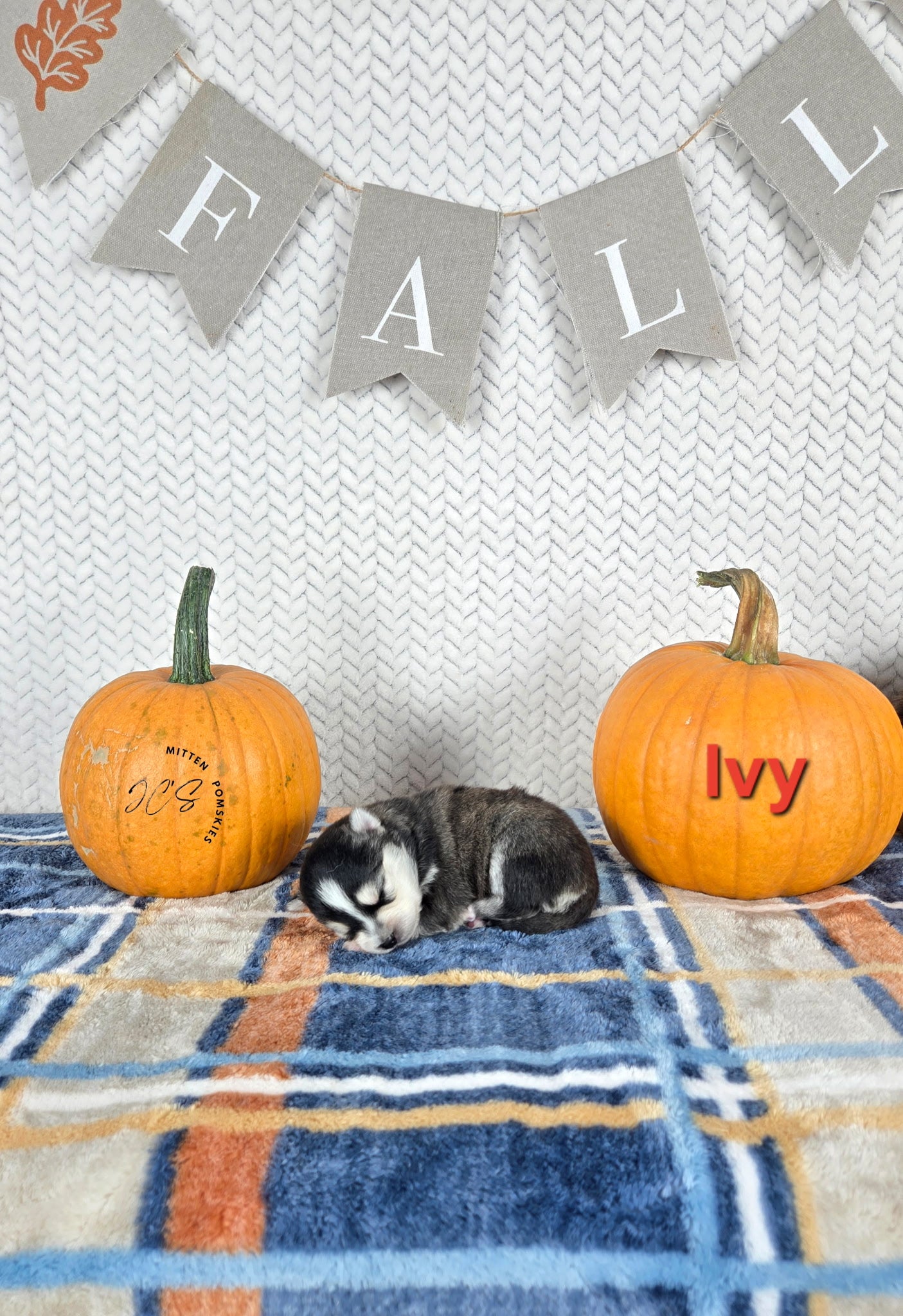 Ivy (FEMALE) Micro
