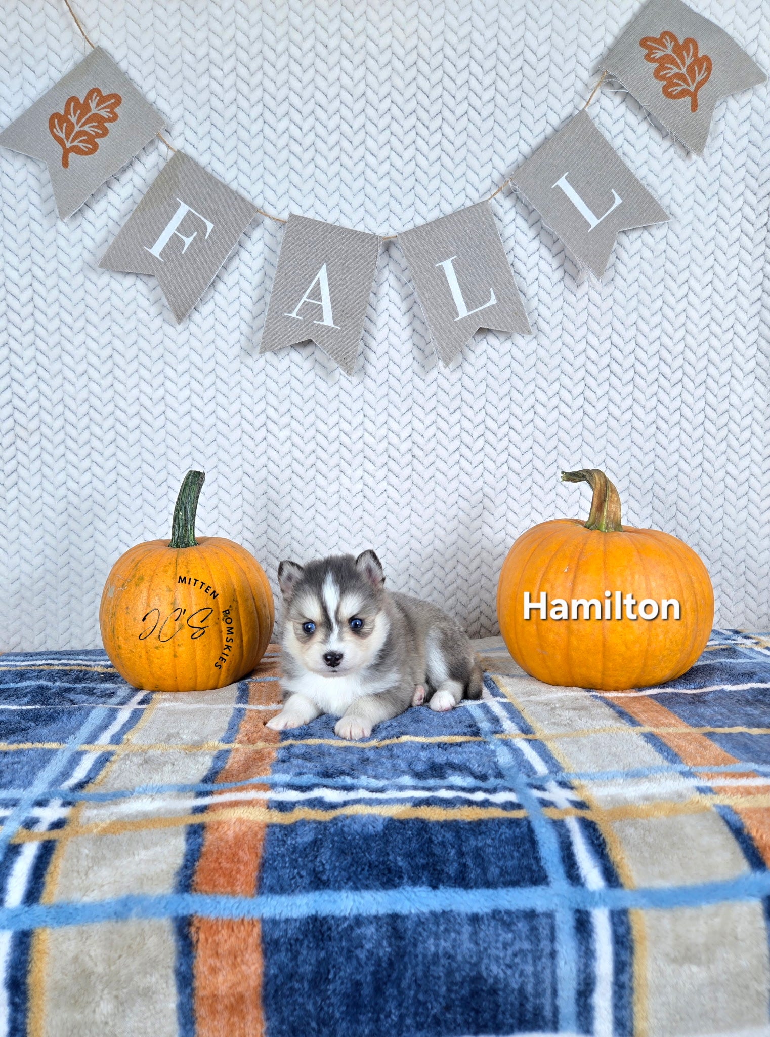 Hamilton (MALE) RARE BLUE Micro
