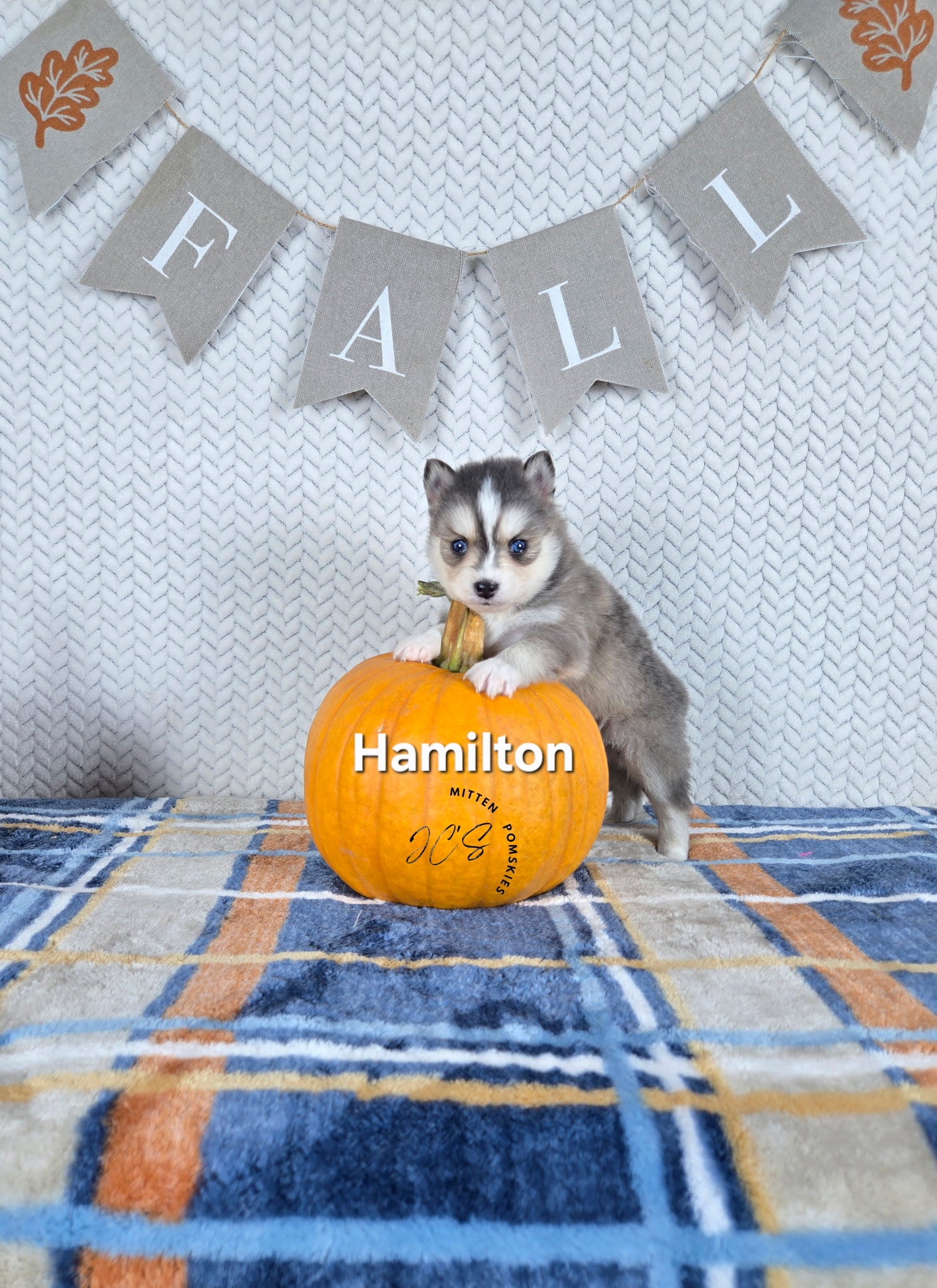 Hamilton (MALE) RARE BLUE Micro
