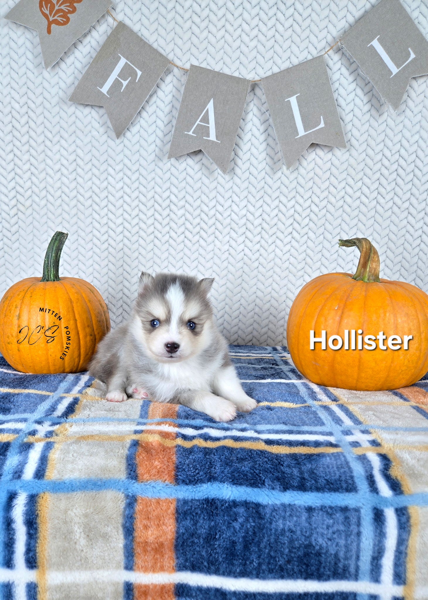 Hollister (MALE) RARE BLUE Micro