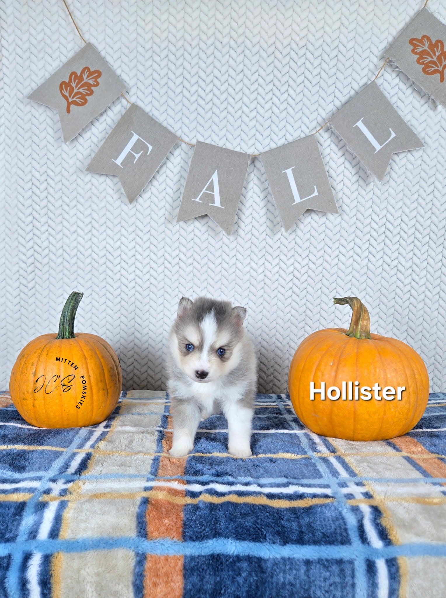 Hollister (MALE) RARE BLUE Micro