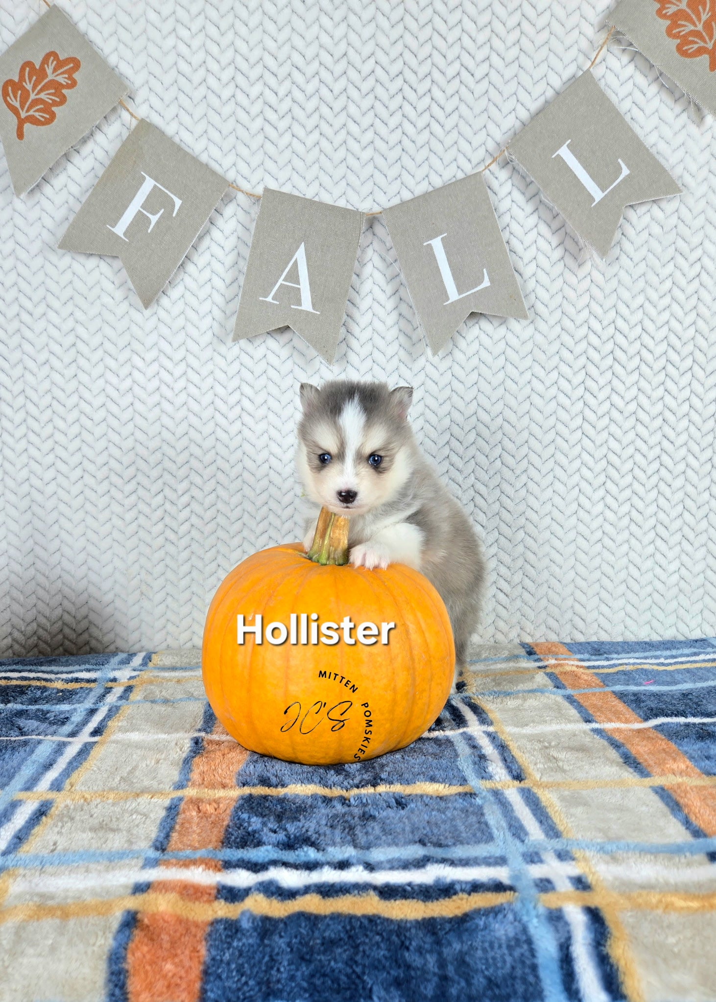 Hollister (MALE) RARE BLUE Micro