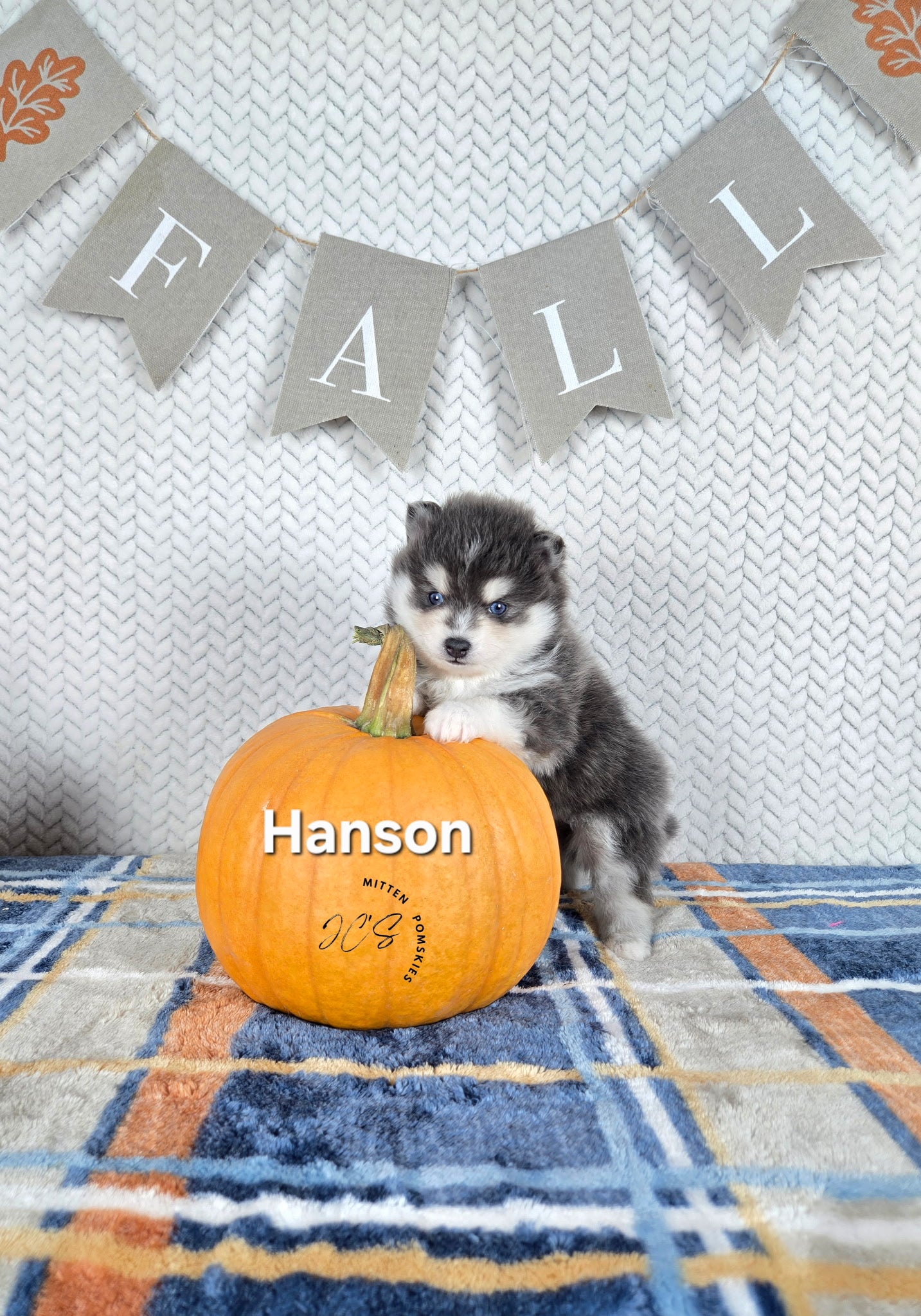 Hansen (MALE) RARE BLUE Micro